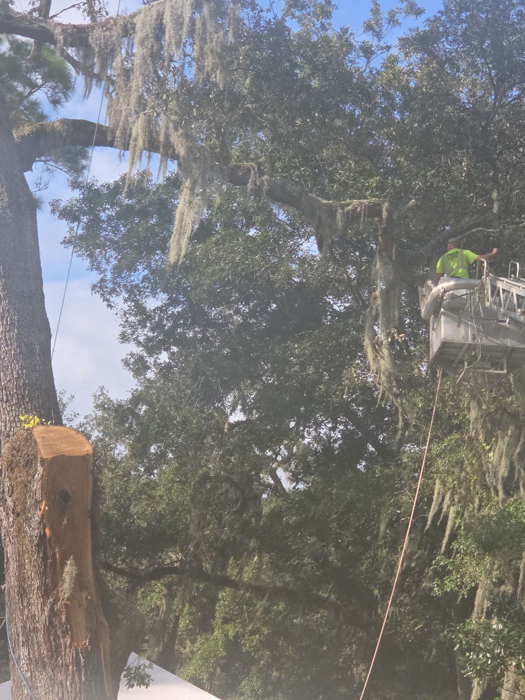 Episcopal | Large Tree Removal by ProGreen Services