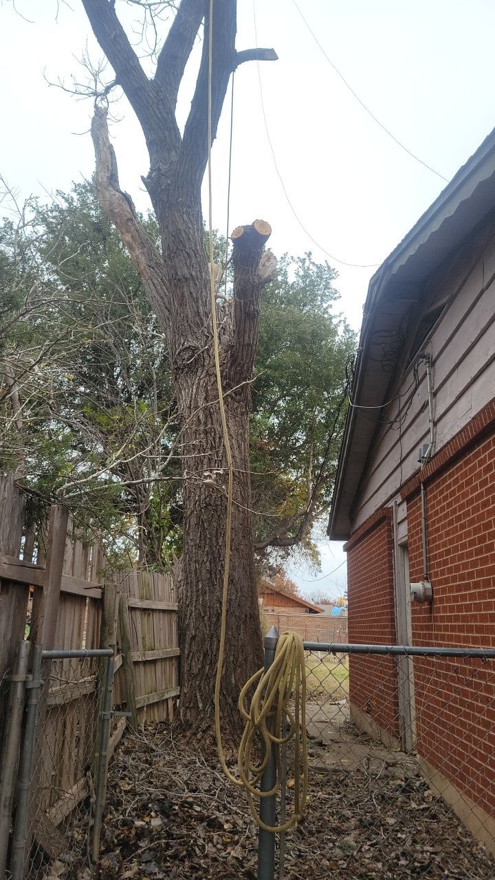 Tree Removal using Chainsaws by Clays Services Inc