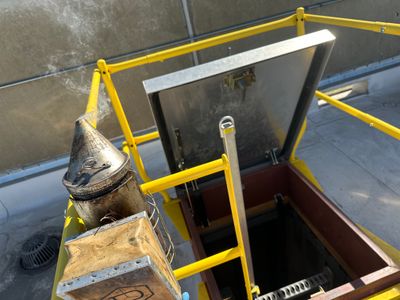 Anchovies on your Apiary