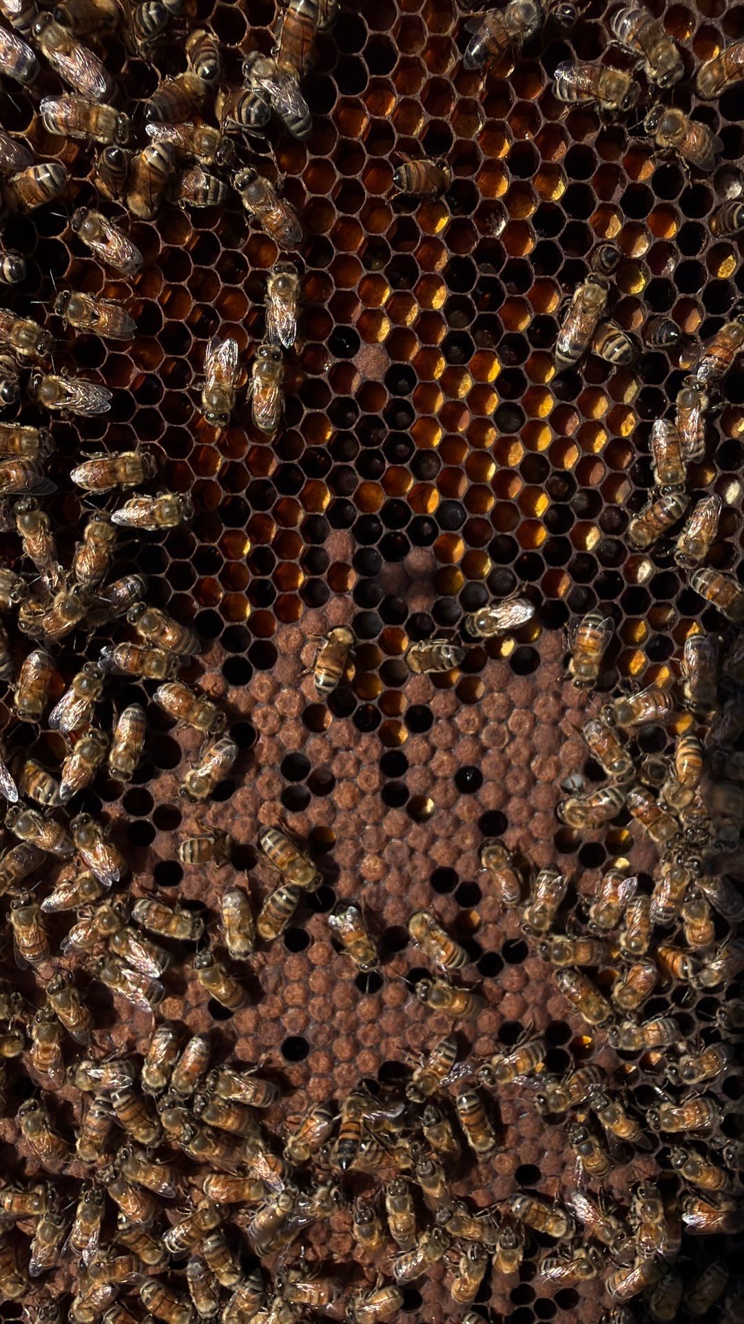 Momma K’s apiary by Rockwall Honey Bee Company
