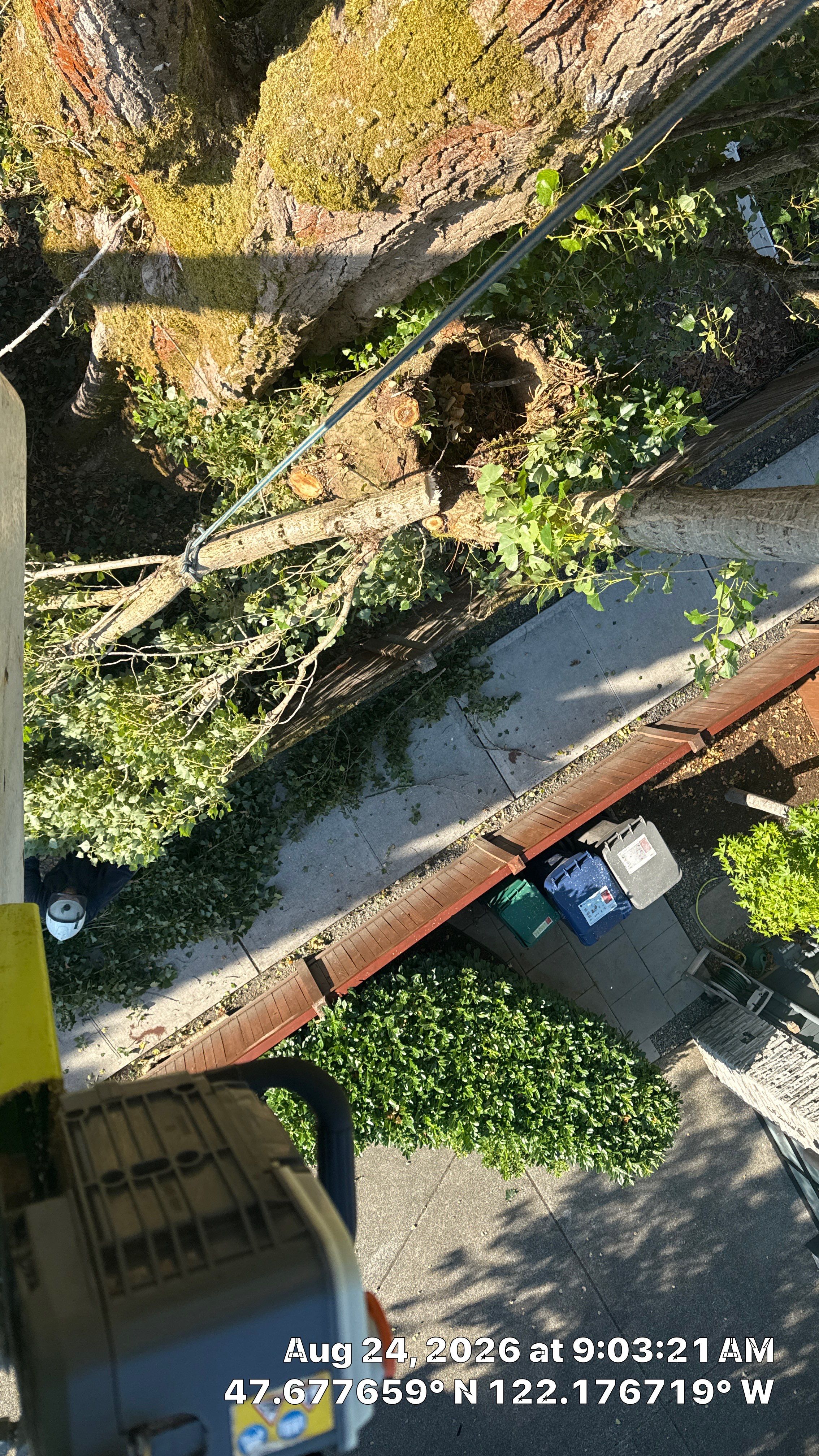 Kirkland Dead and Declining Tree Removal by Sound Tree Care LLC