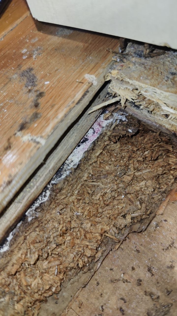 Mold Damage by Accountable Home Services