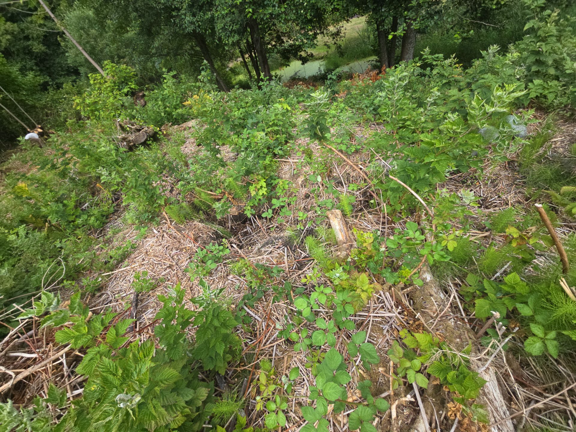 Island View - Ecological Restoration & Stewardship by Habanero Landscape Solutions