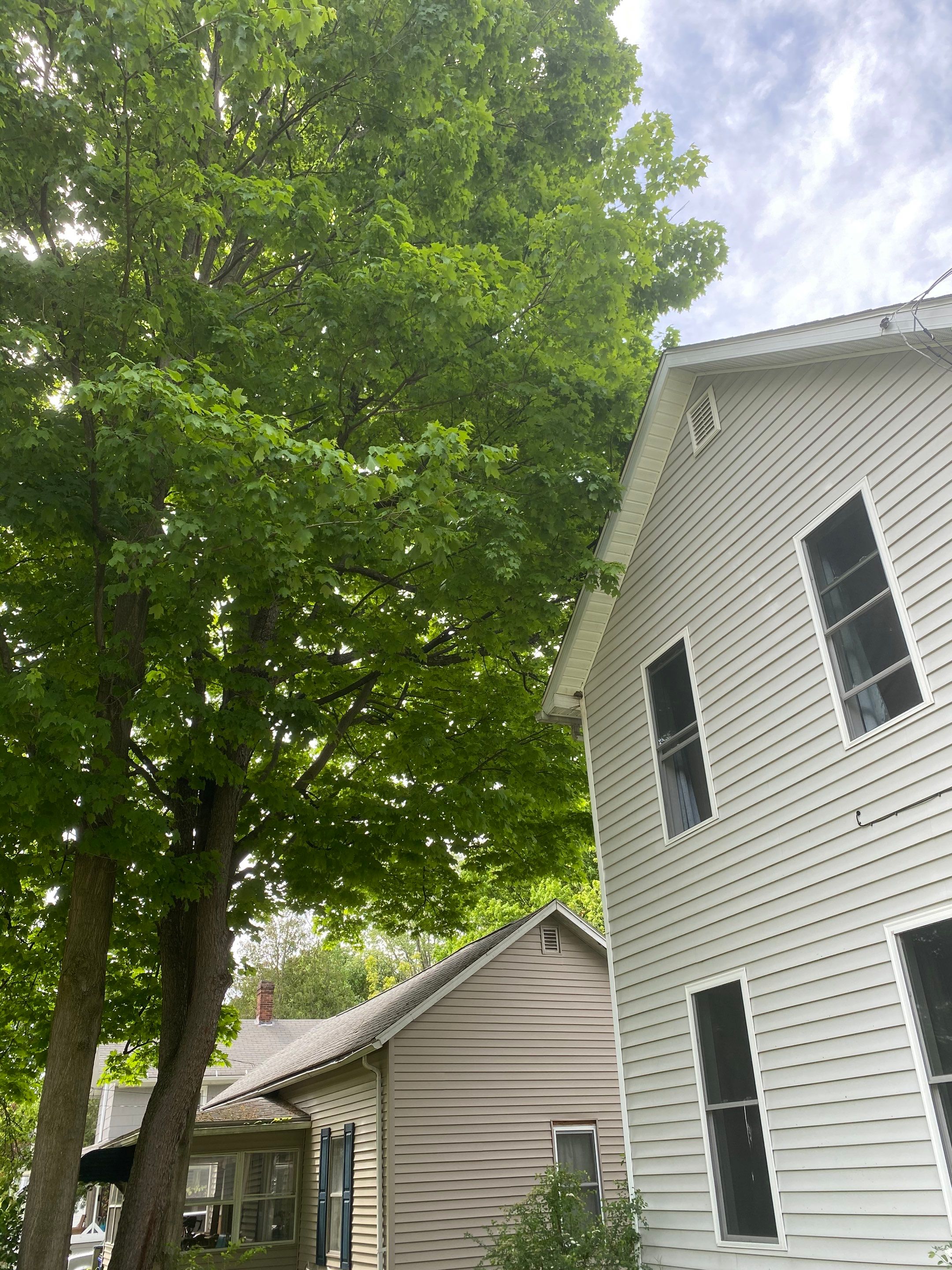 Tree Trimming using Tree Pruing by Mike Jones & Sons Tree Service LLC 
