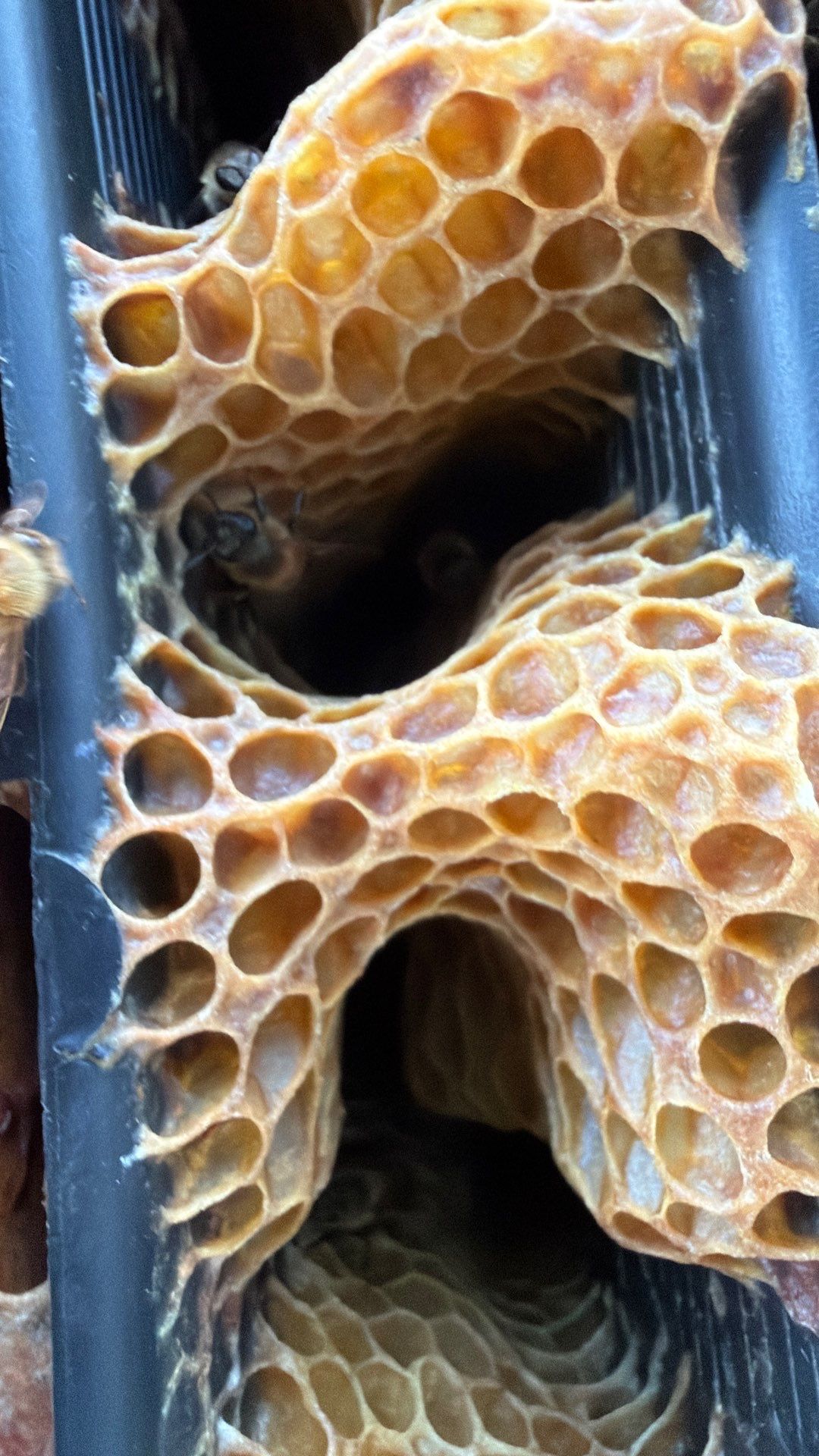 Flood Culvert Bees by Rockwall Honey Bee Company