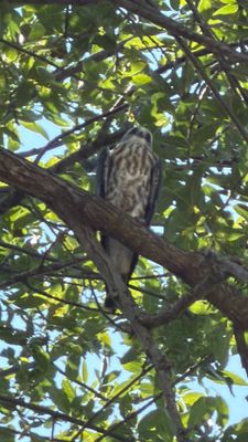 Mississippi Kite Family Supervises