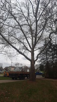 Tree Trimming using Tree Pruing