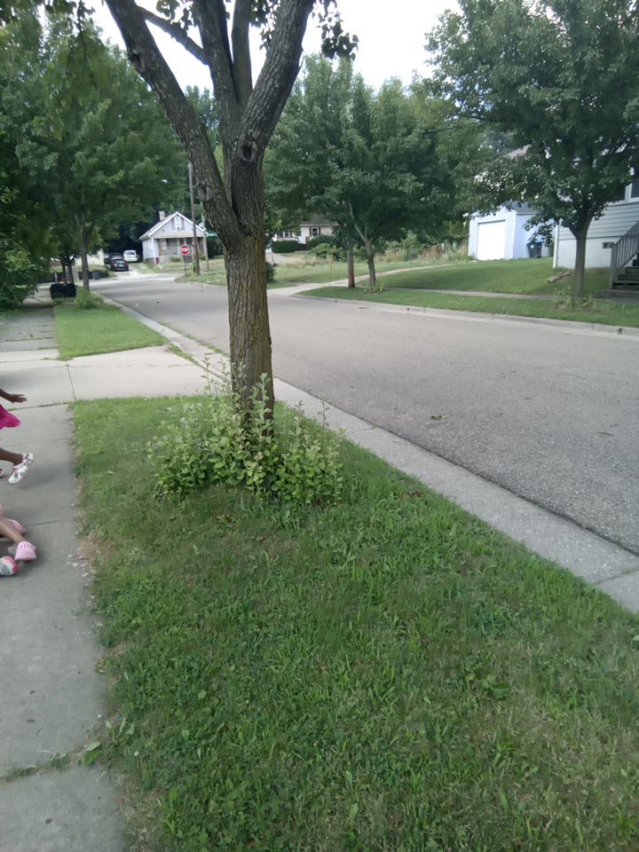 Tree Removal using Tree Removal by Mike Jones & Sons Tree Service LLC 