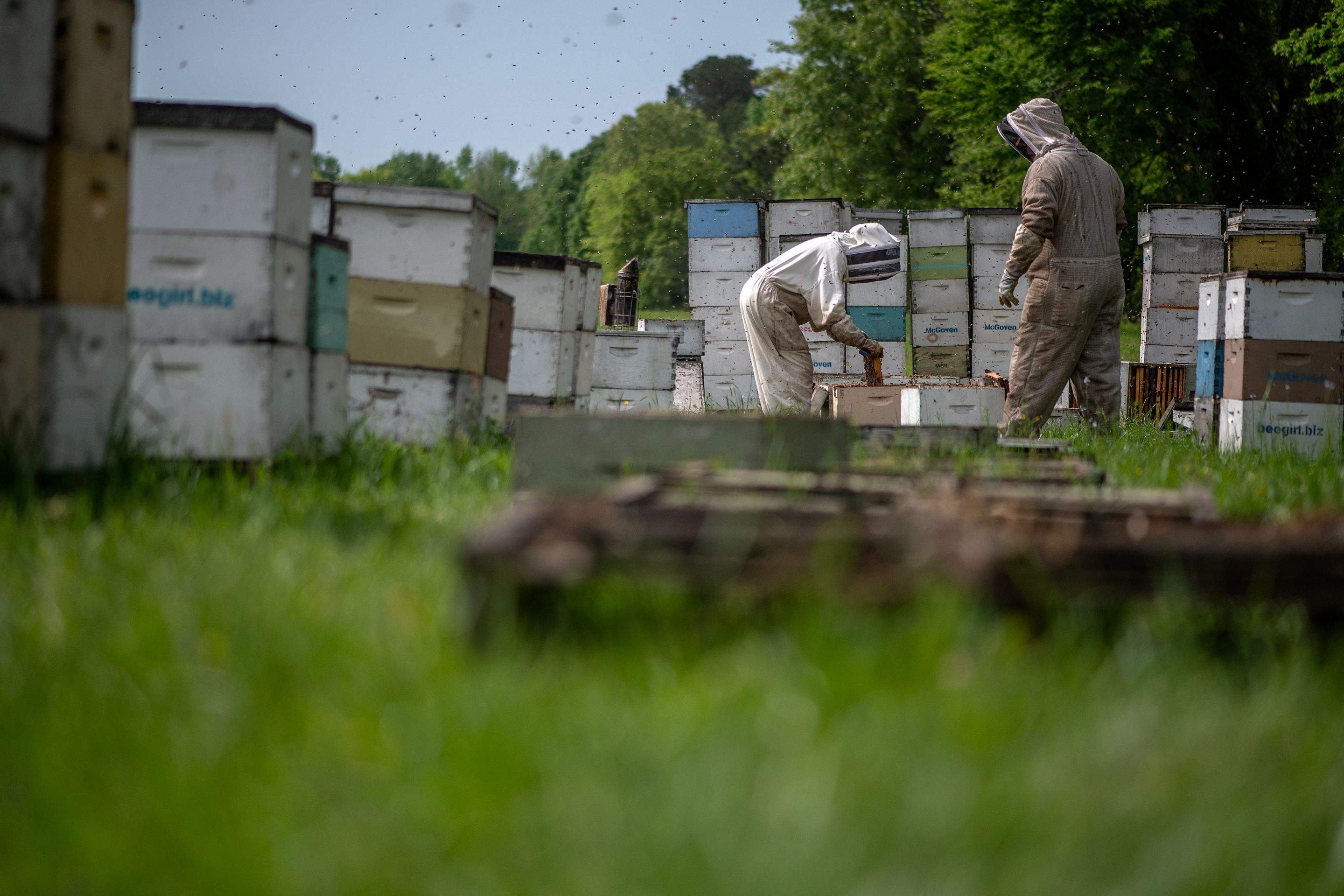 Splits in East Texas by Rockwall Honey Bee Company