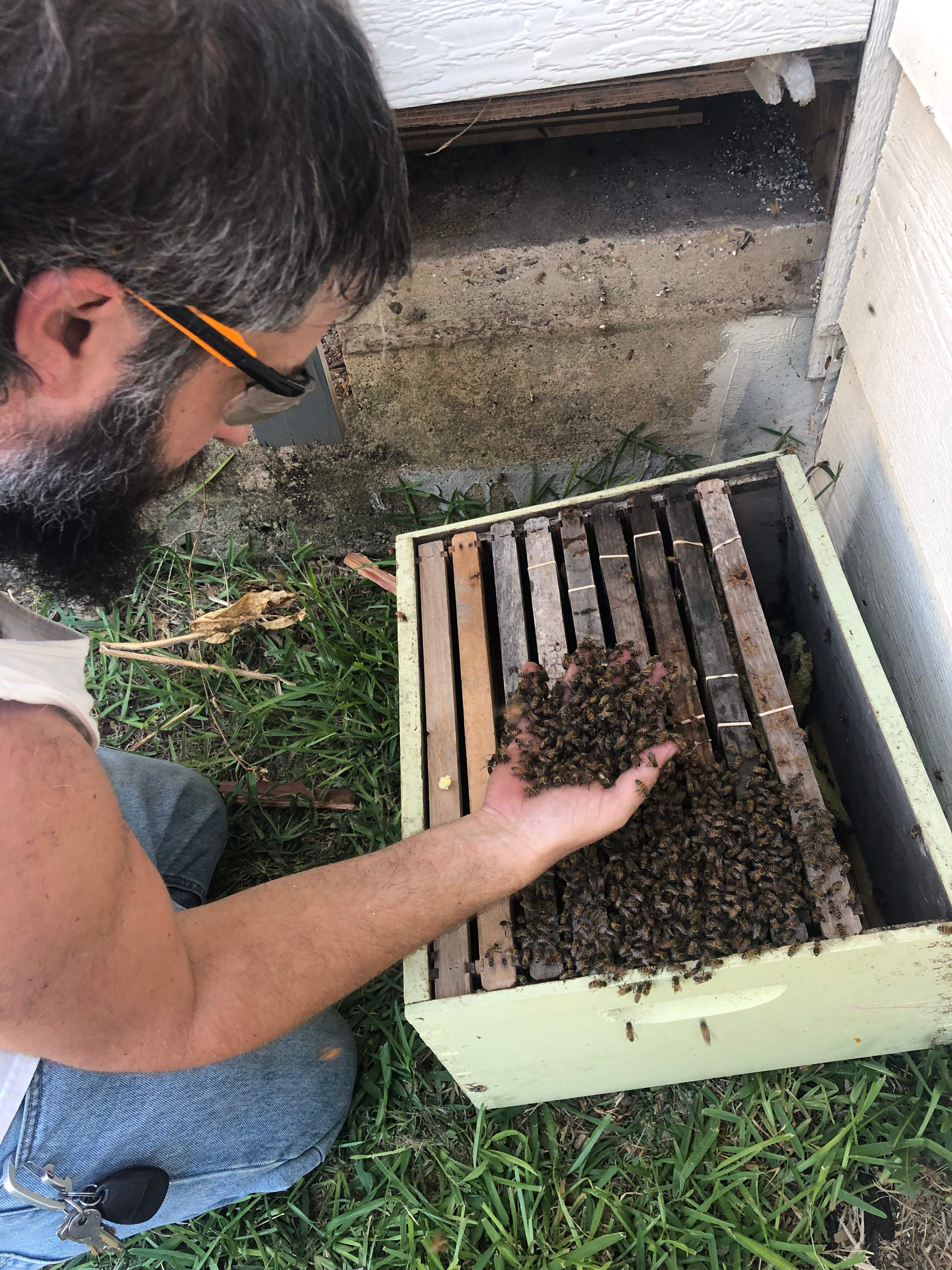 Bees Handled by Rockwall Honey Bee Company