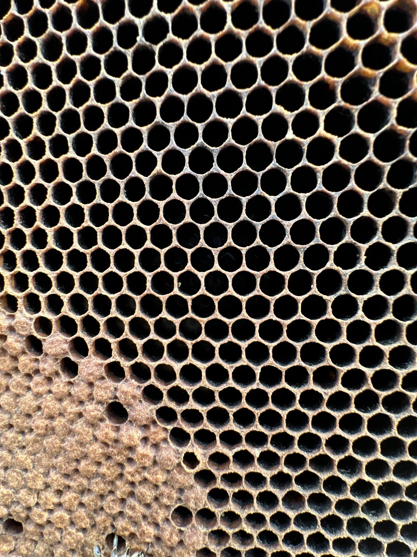 Ag. Exemption Client in Wylie by Rockwall Honey Bee Company