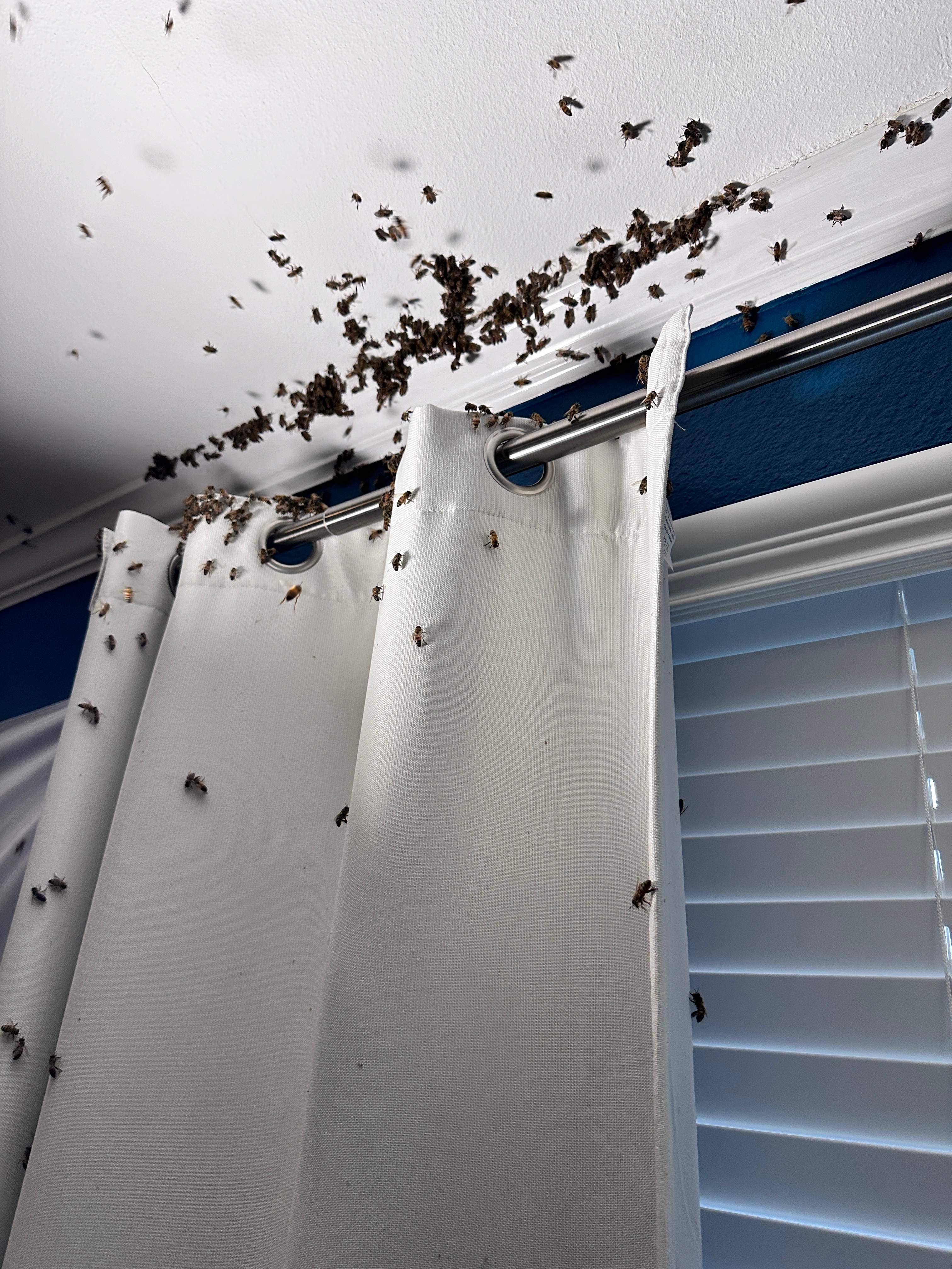 Floor Bees Invade! by Rockwall Honey Bee Company