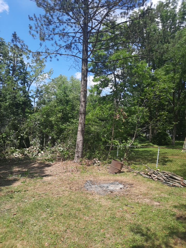 Tree Removal using Tree Removal by Mike Jones & Sons Tree Service LLC 