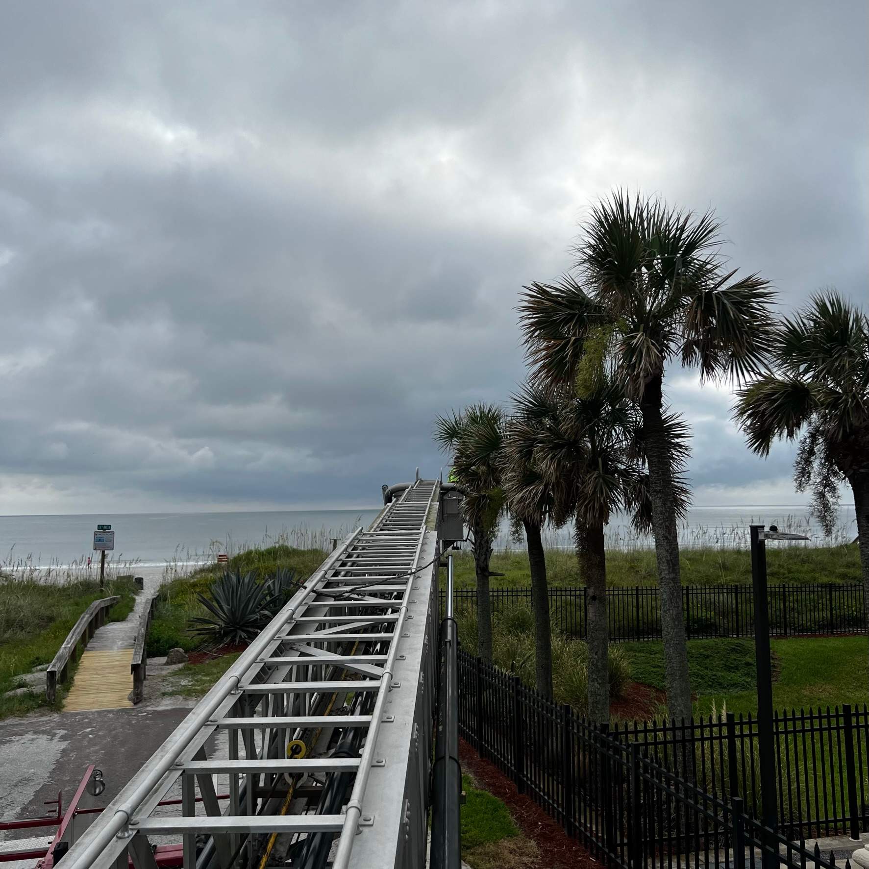 Palm Trimming | Landmark Condominiums by ProGreen Services