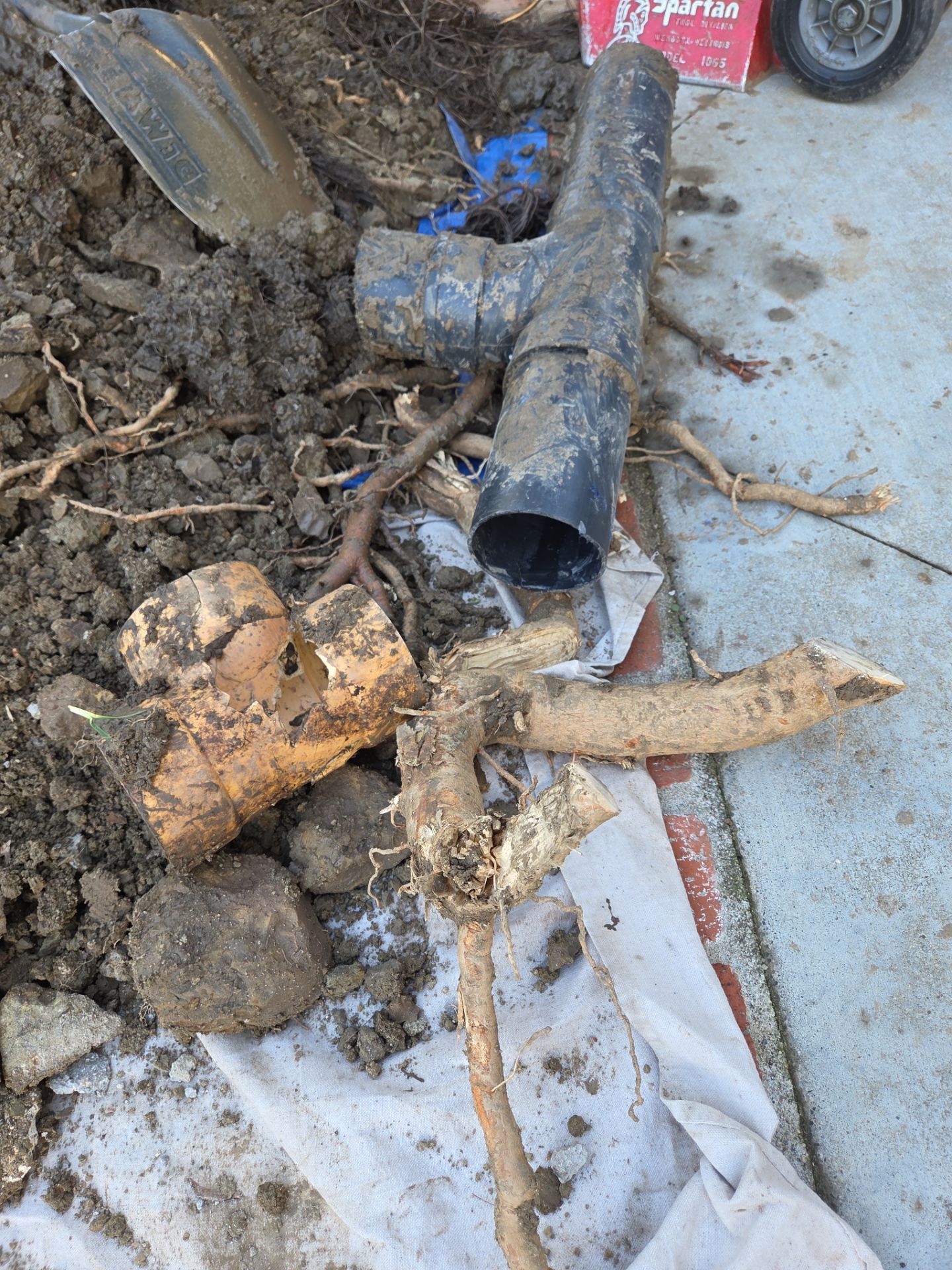 Area Drain Root Intrusion by Professional Plumbing Inc 