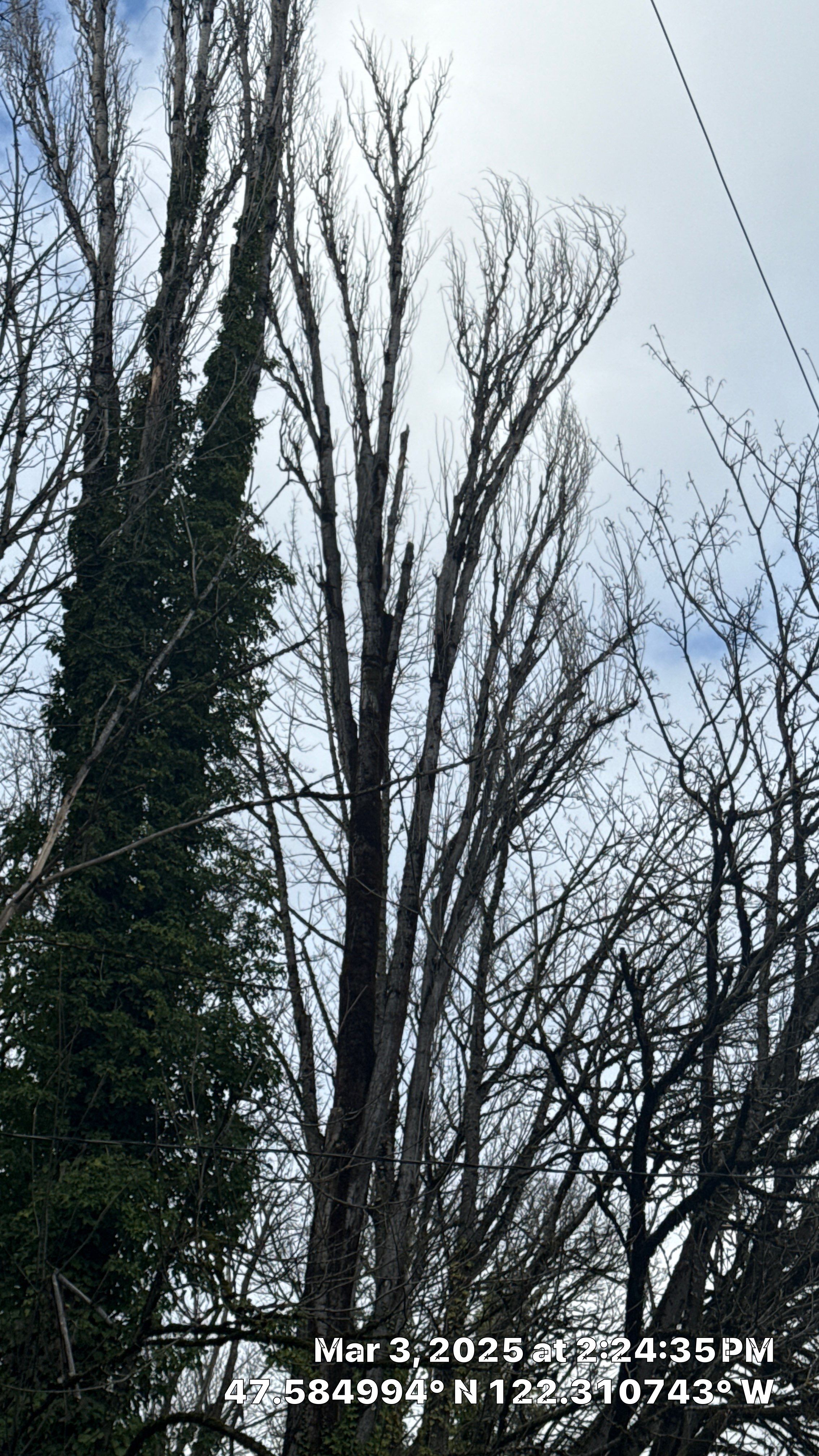 🧾 Arborist Report – Tree Risk & Property Damage Concern in Seattle, WA by Sound Tree Care LLC