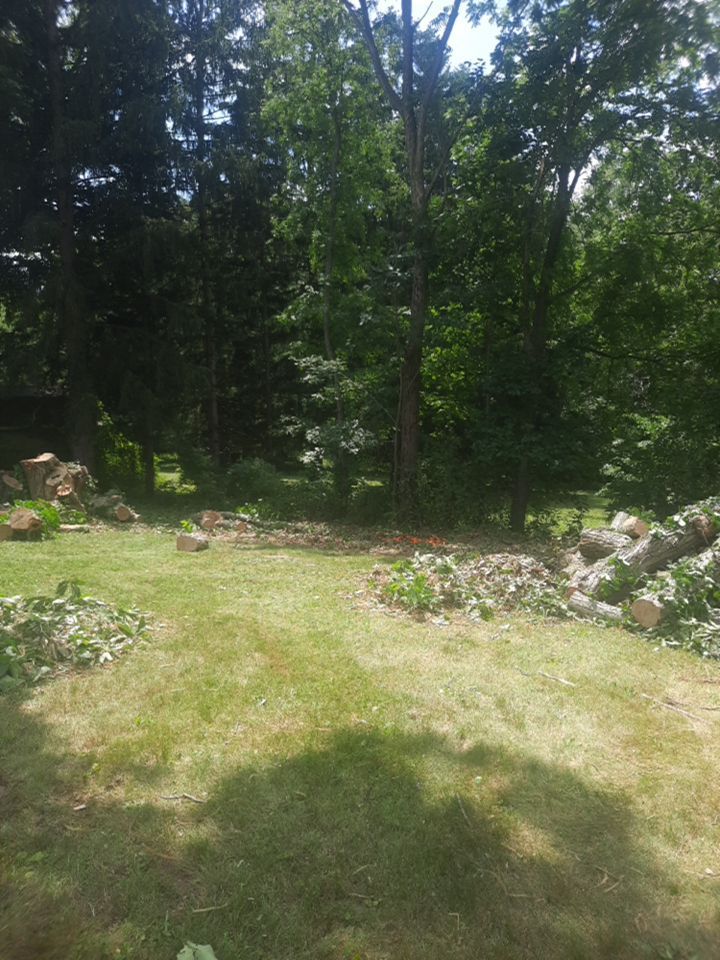 Tree Removal using Tree Removal by Mike Jones & Sons Tree Service LLC 