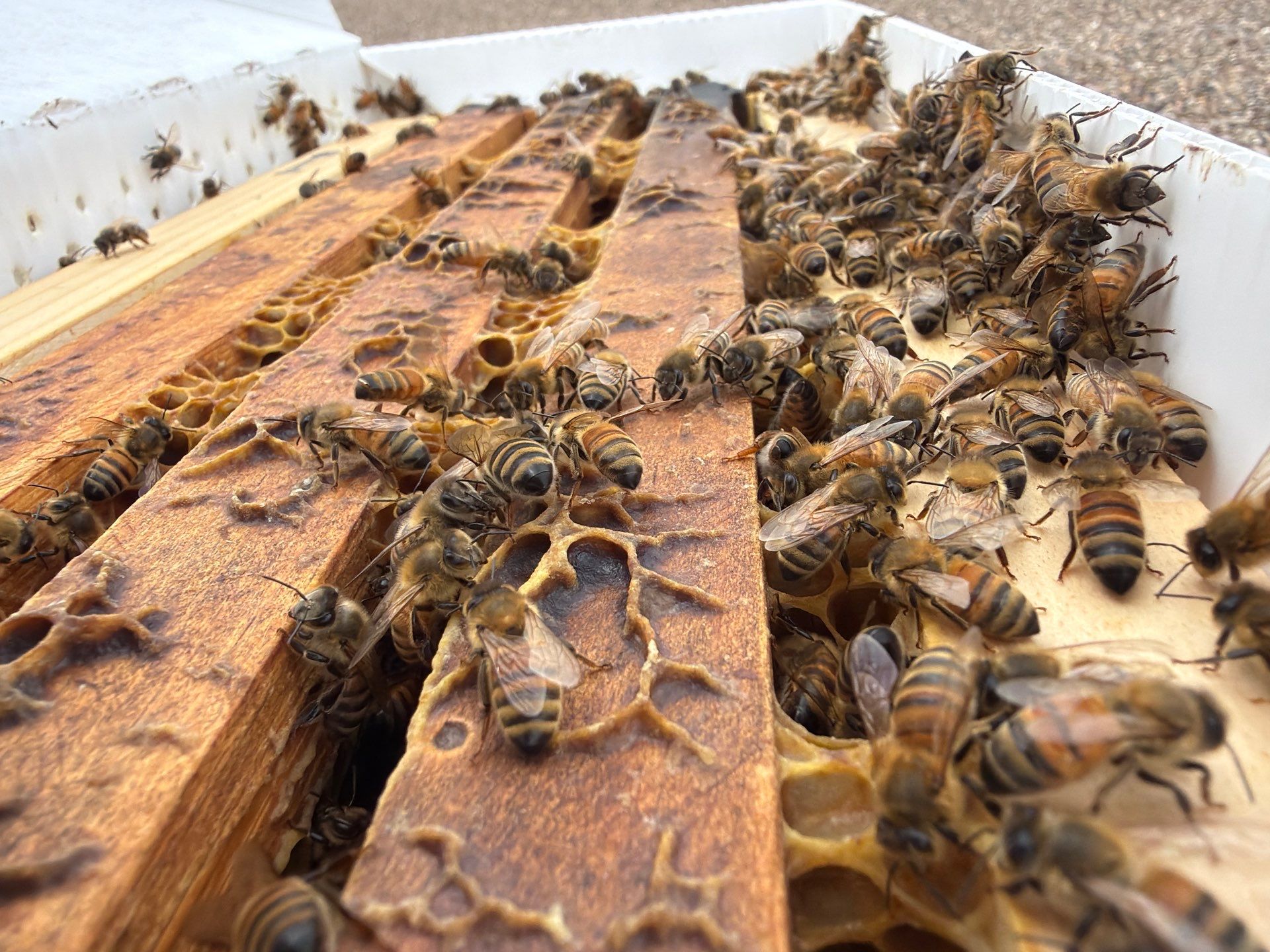 Commercial Rooftop Colony by Rockwall Honey Bee Company