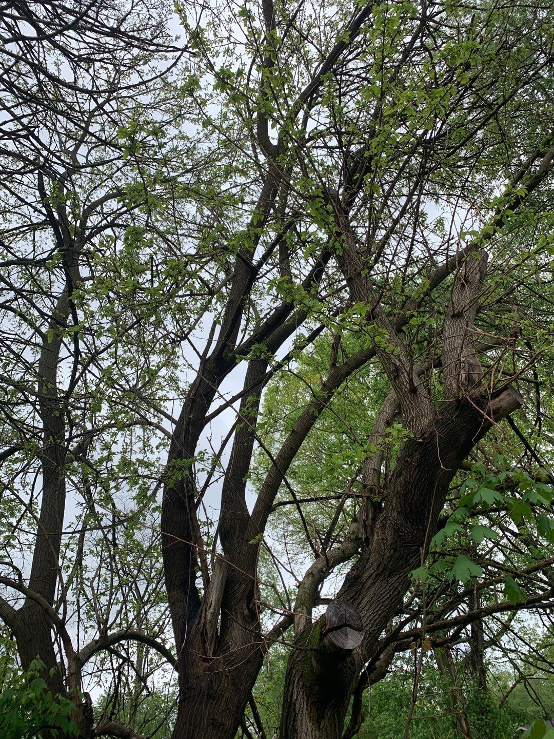 Tree Removal using Tree Removal by Mike Jones & Sons Tree Service LLC 