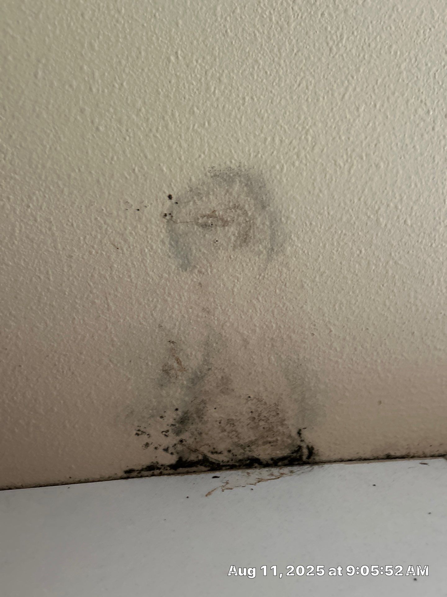 Mold Damage Inspection & Removal In Parrish, FL by Ampm Restoration Services