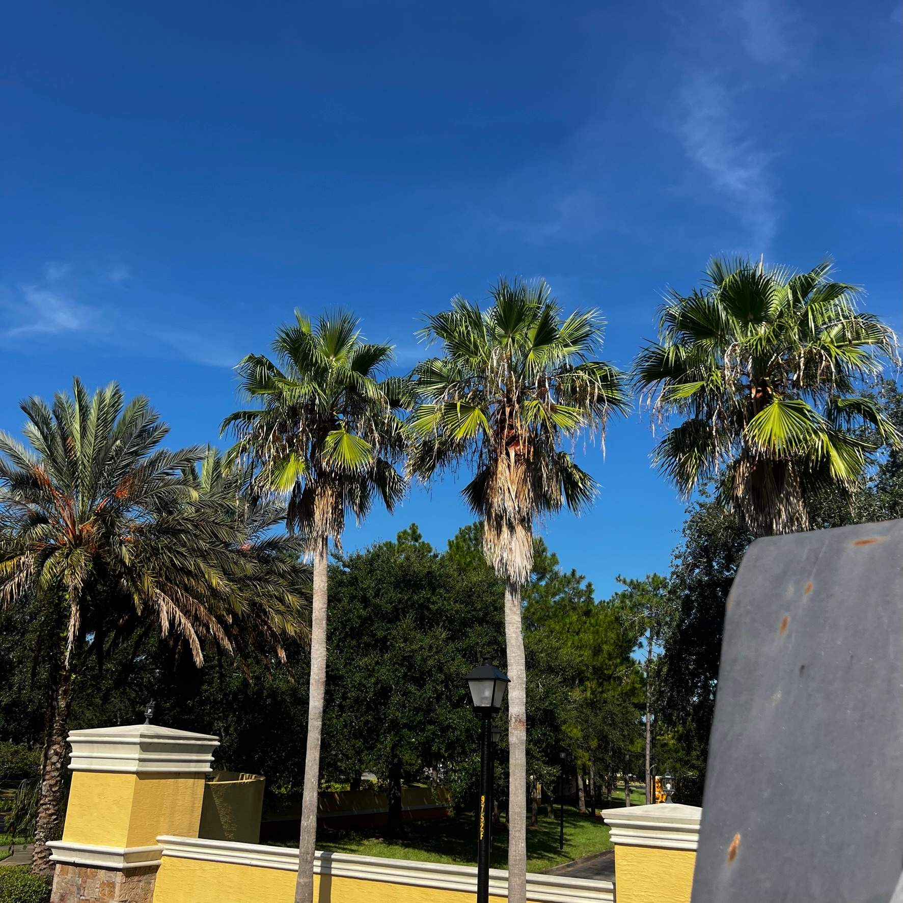Palm Tree Trimming | IL Villagio Condominiums by ProGreen Services
