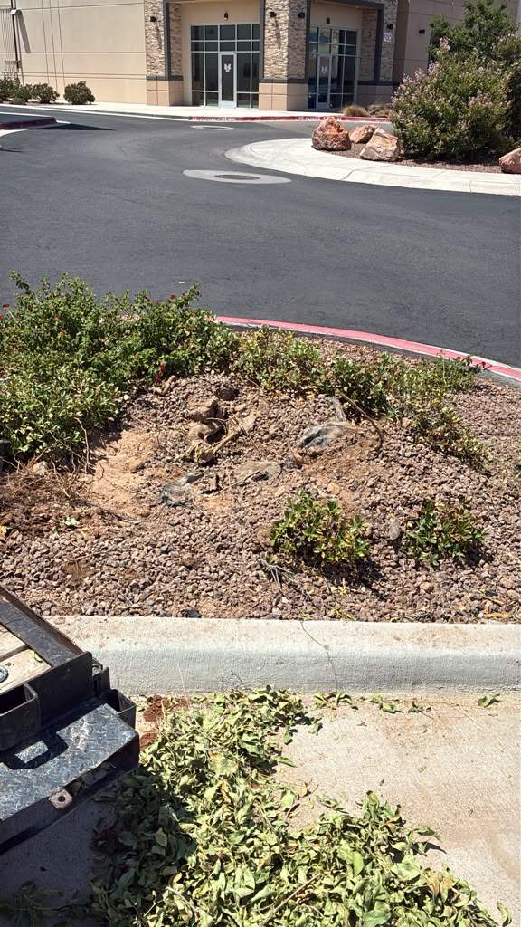 Commercial Job- Tree removal by Castro Brothers Solutions