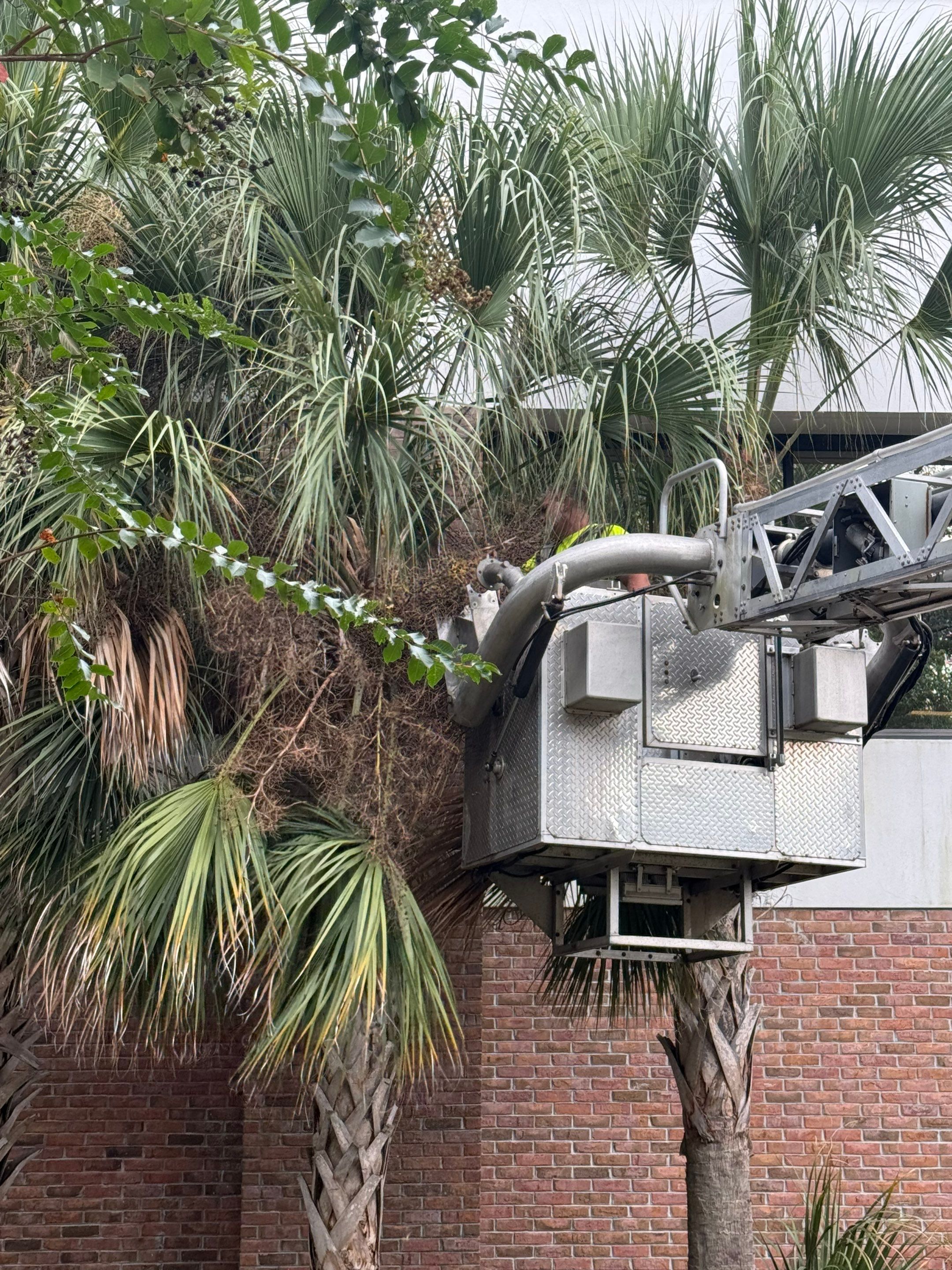 Volunteer Work | Episcopal High School of Jacksonville by ProGreen Services