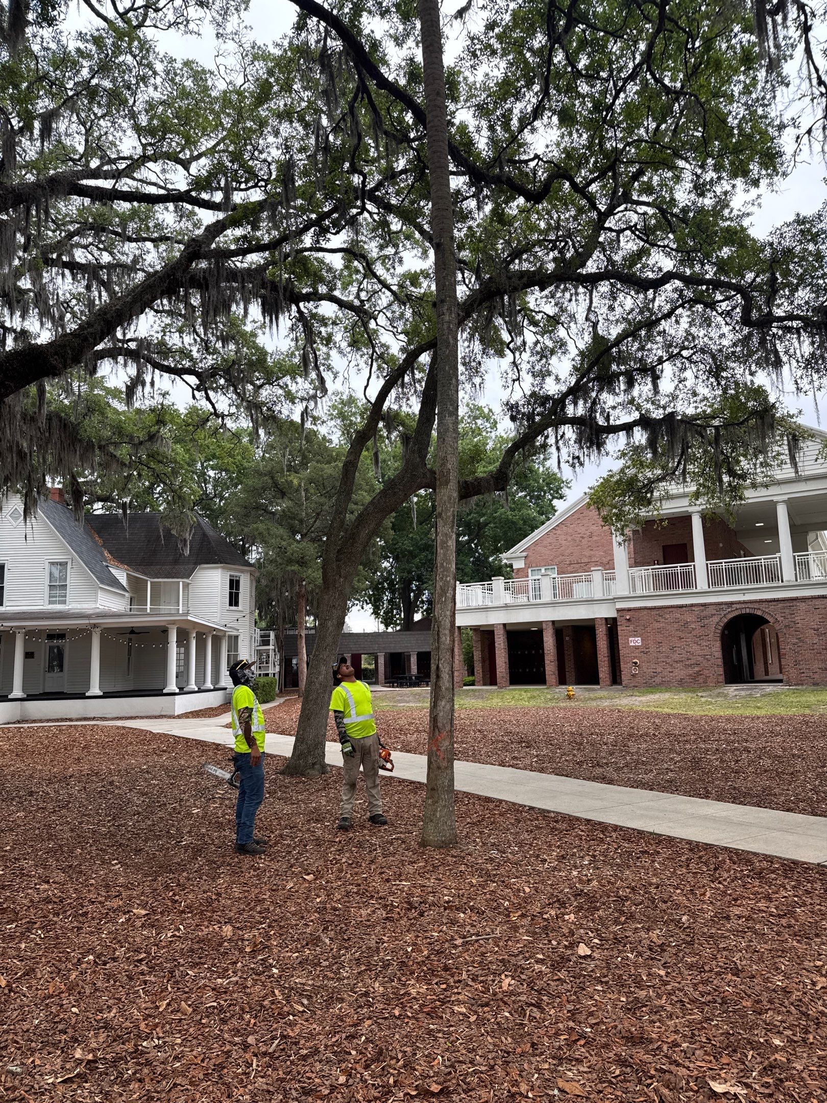 Episcopal School of Jacksonville | Tree Service by ProGreen Services