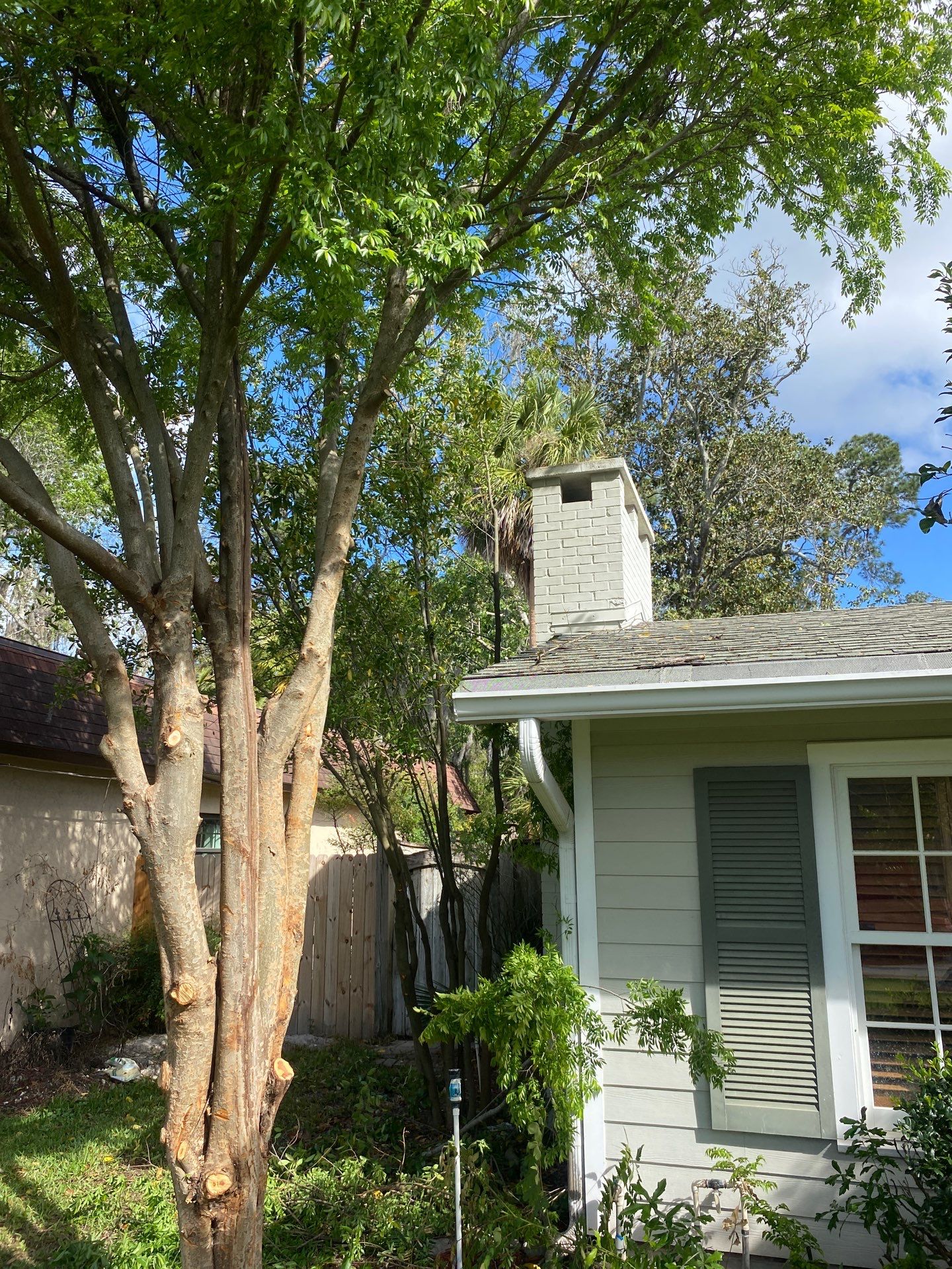 Residential | Tree Removal & Trimming by ProGreen Services