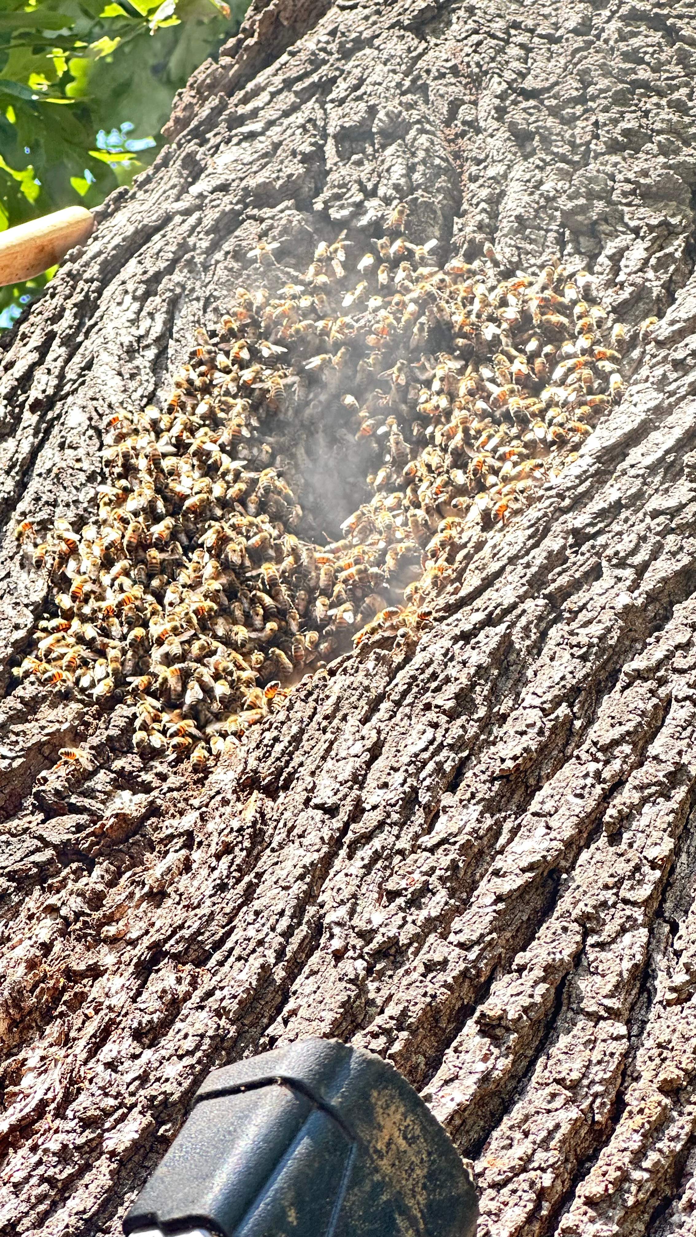 Tight Squeeze by Rockwall Honey Bee Company