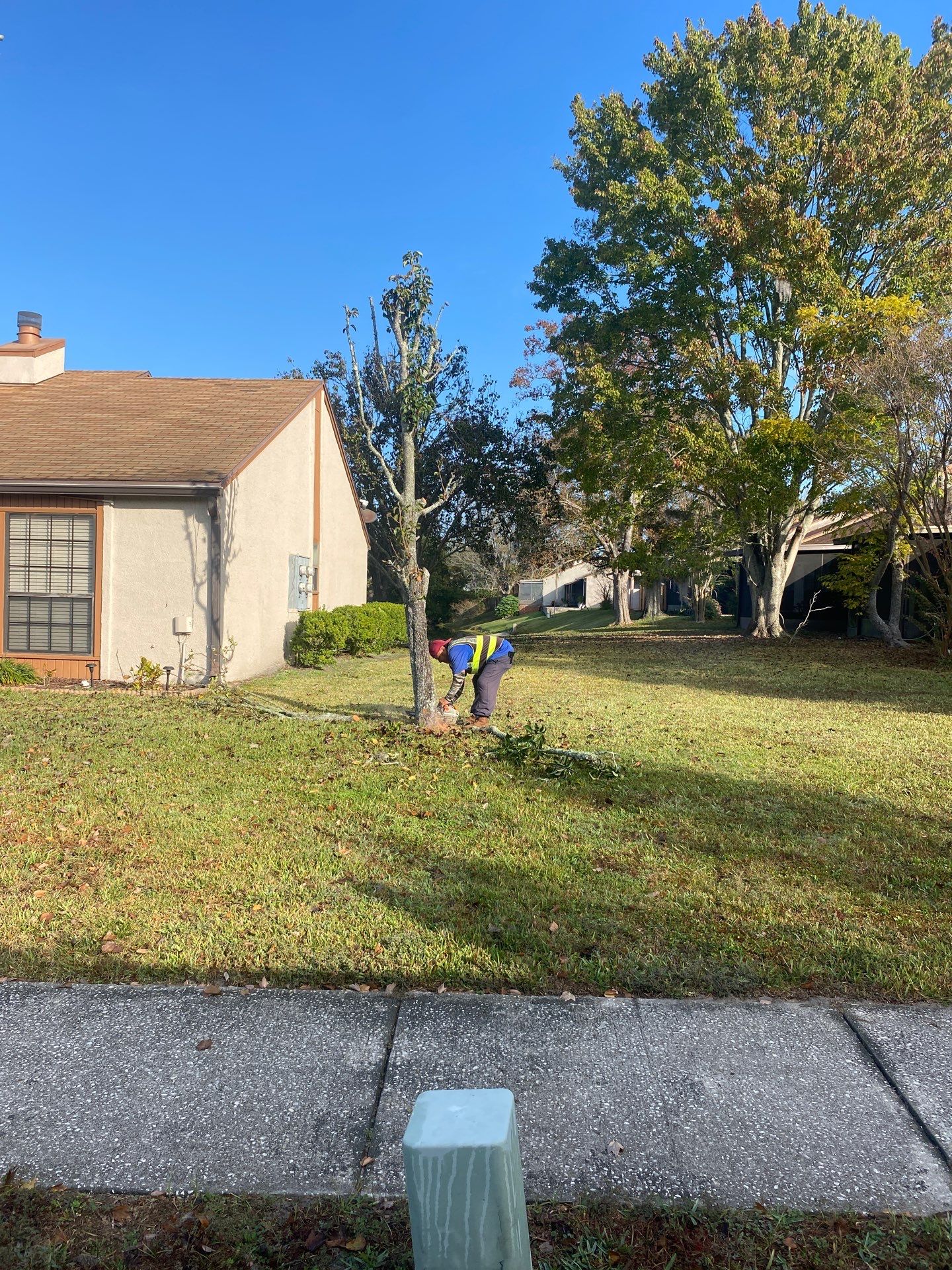 Residential | Tree Removal & Trimming by ProGreen Services