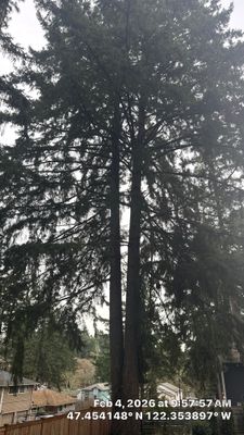 Hazard Pruning of Large Fir Trees in Burien, WA