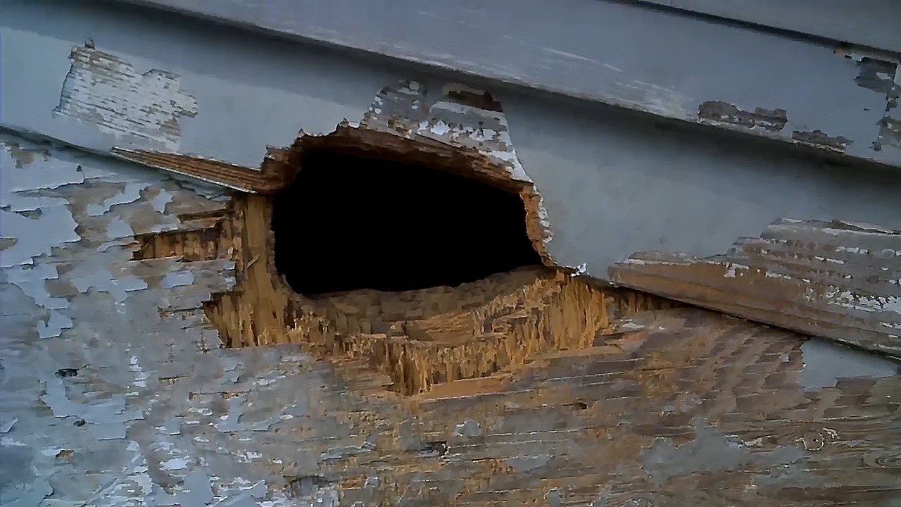 Soffit- End Squirrel entry by Abra Kadabra Pest And Wildlife 