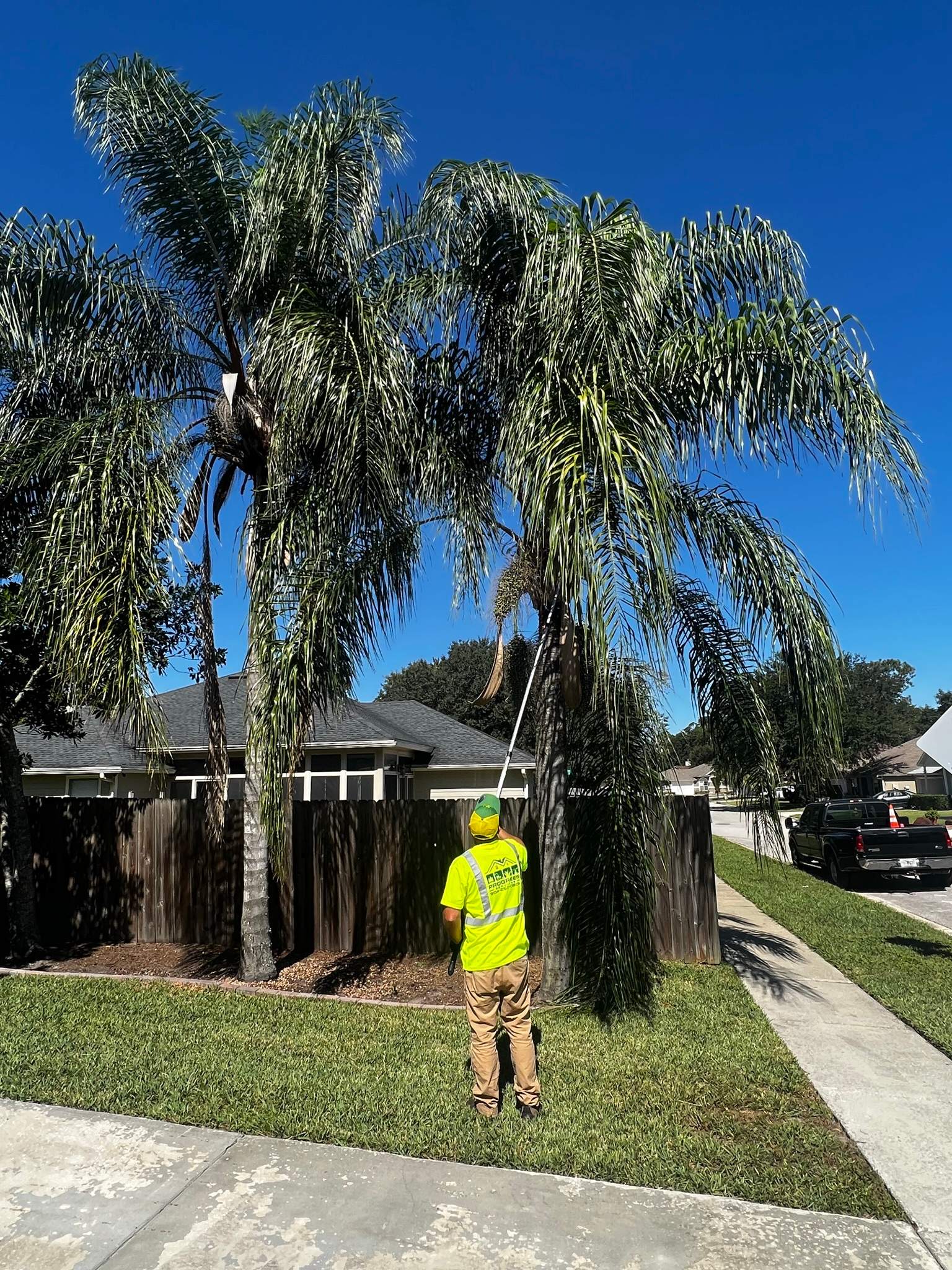 Palm Tree Trimming | Residential by ProGreen Services
