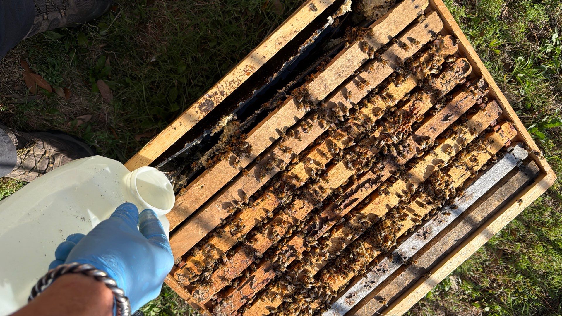 Poolside Bees at Apartment Complex by Rockwall Honey Bee Company