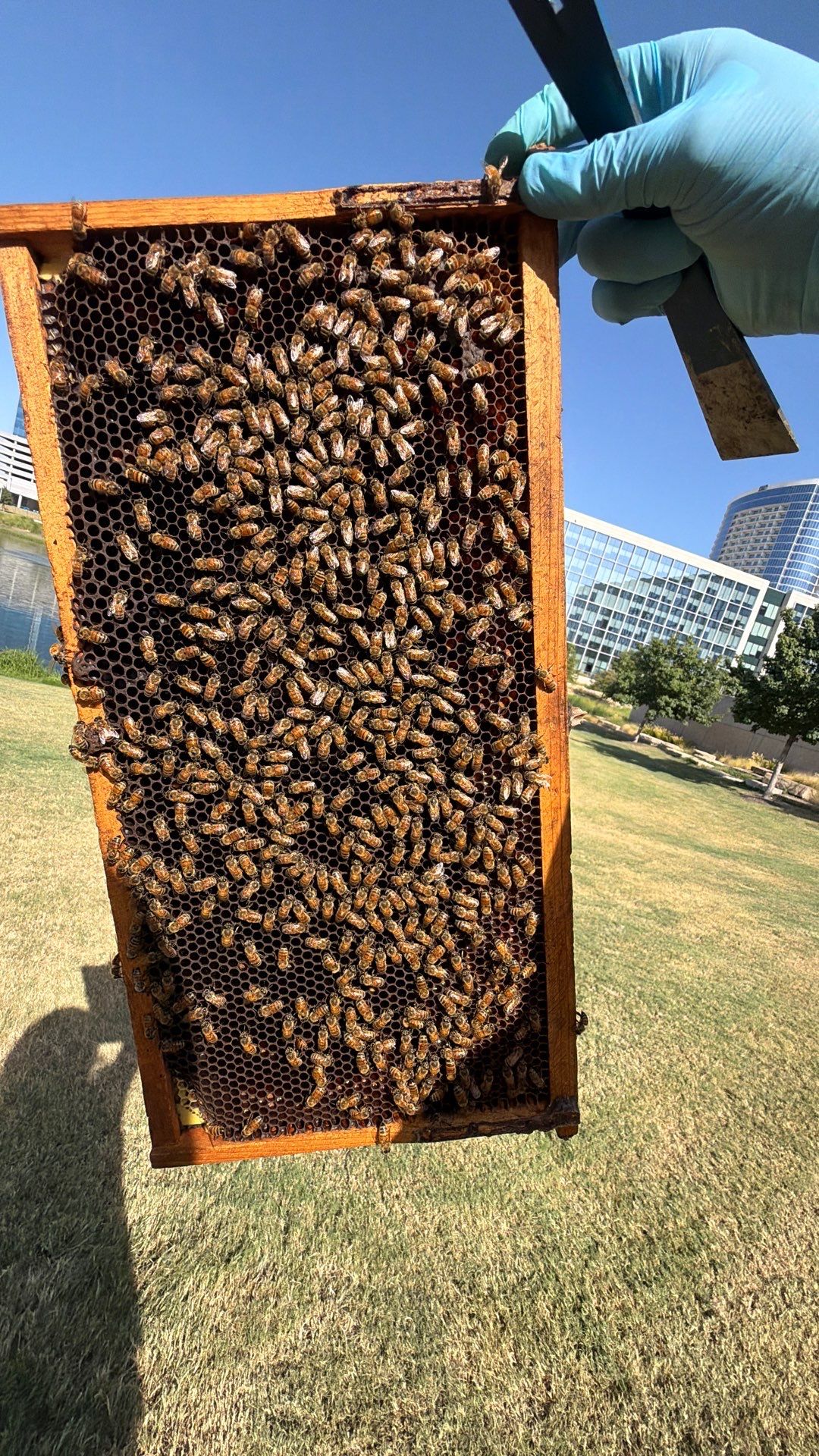 Corporate HQ by Rockwall Honey Bee Company