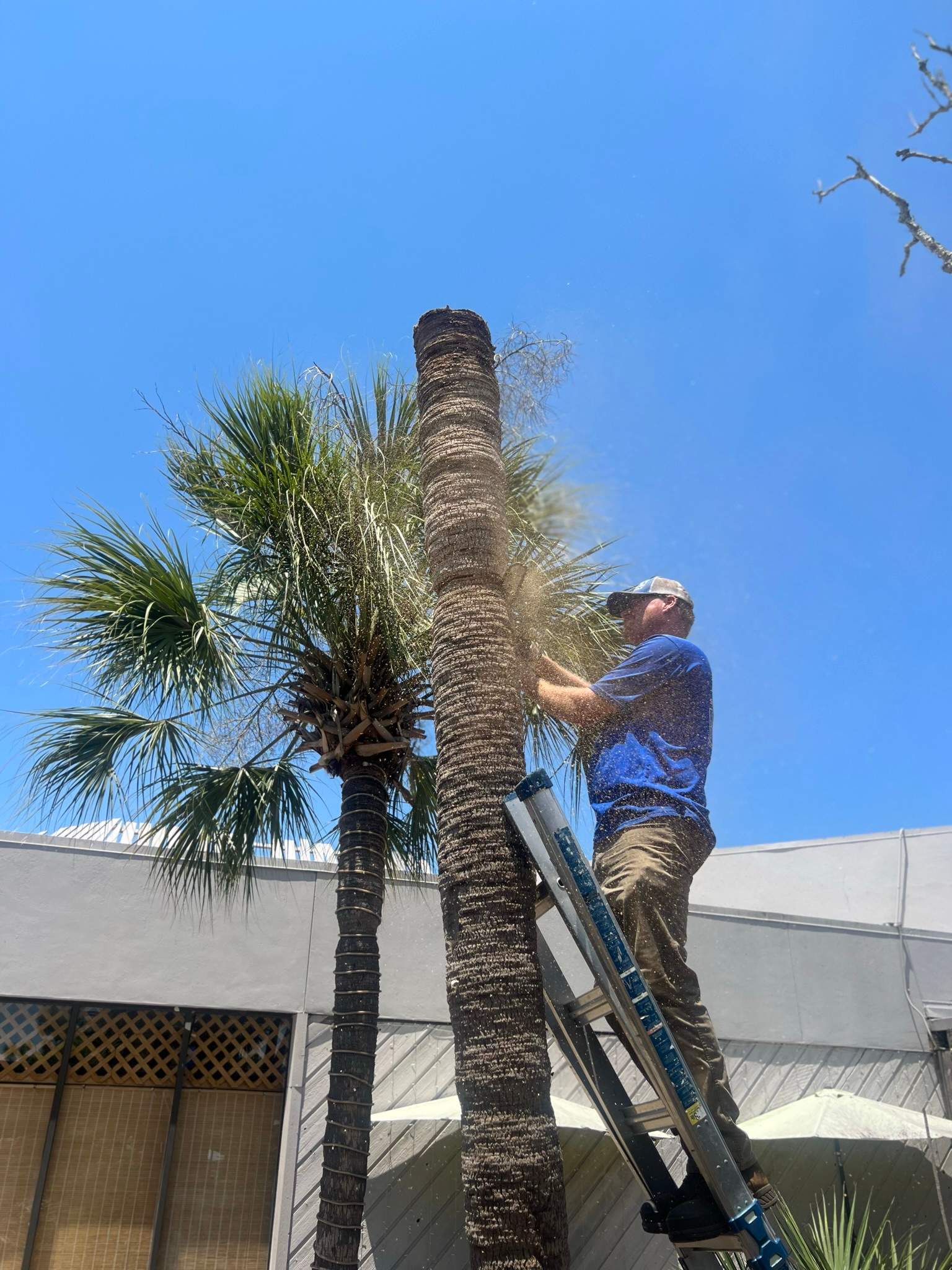 Palm Tree Trimming | Planet Fitness by ProGreen Services