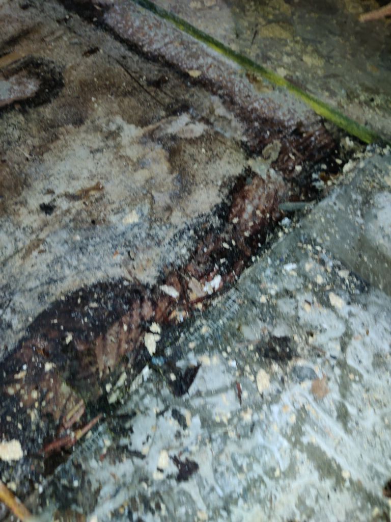 Mold Remediation using Containment by Accountable Home Services