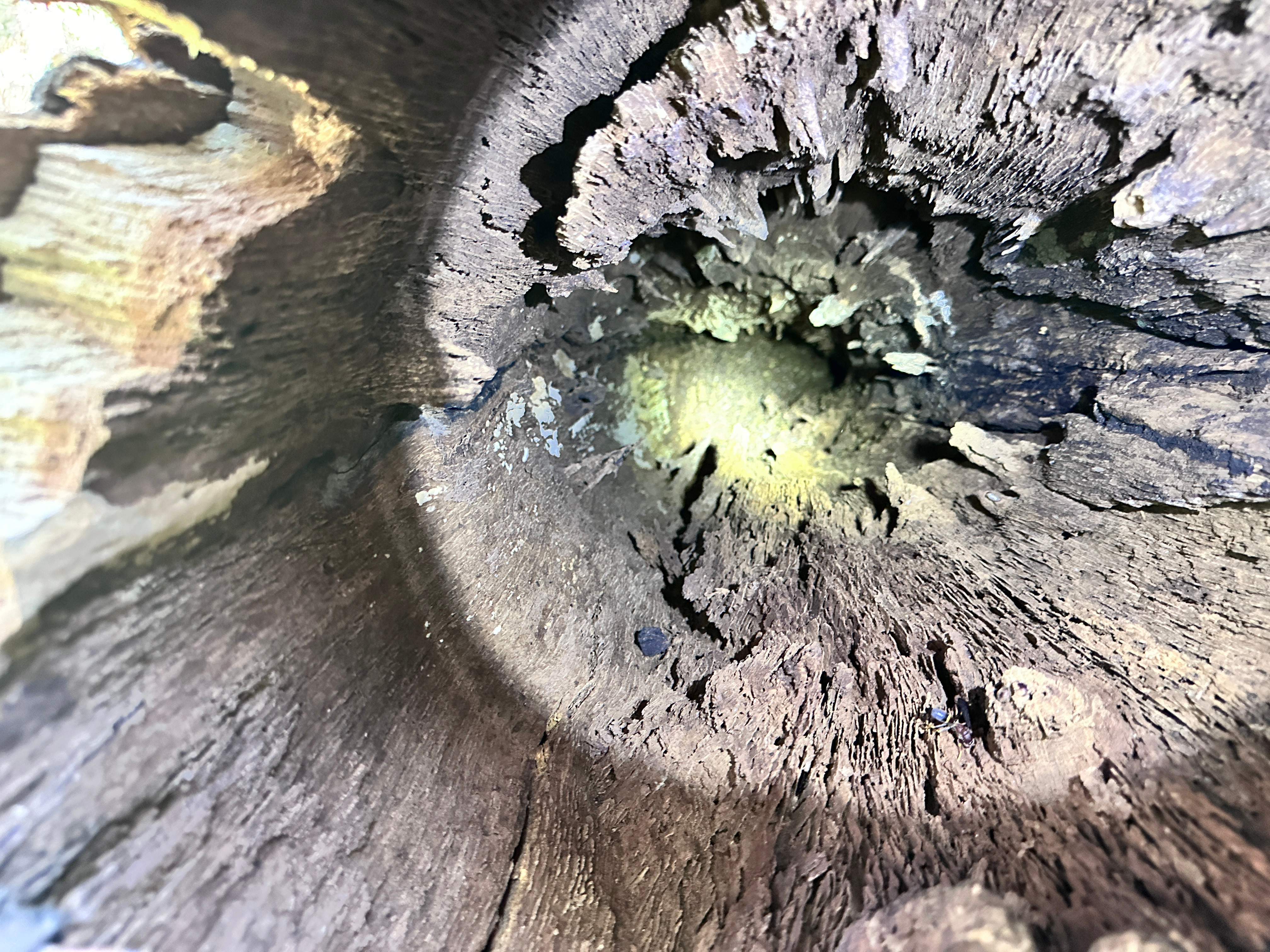 Wina-tree-go by Rockwall Honey Bee Company