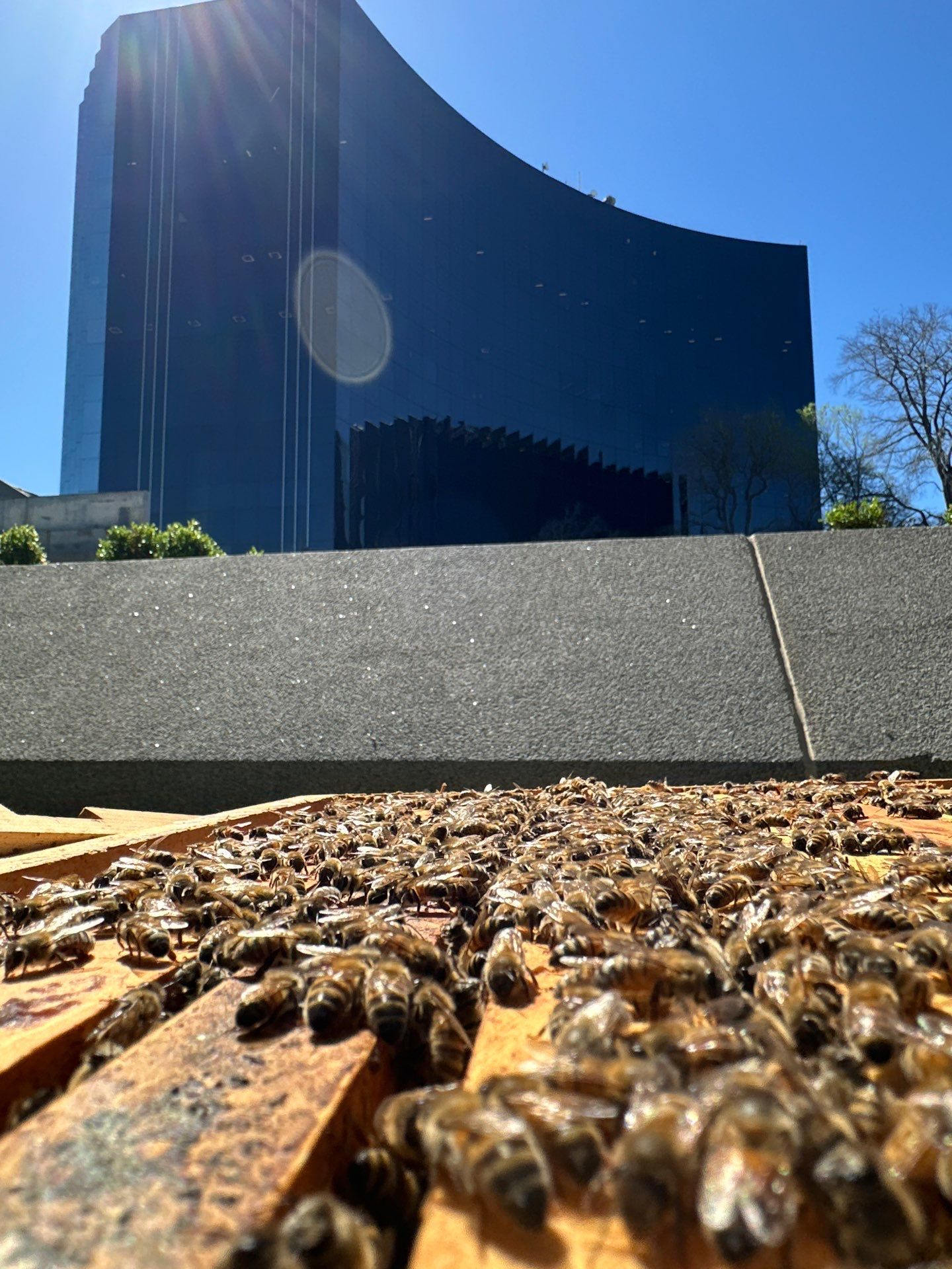 Addison by Rockwall Honey Bee Company