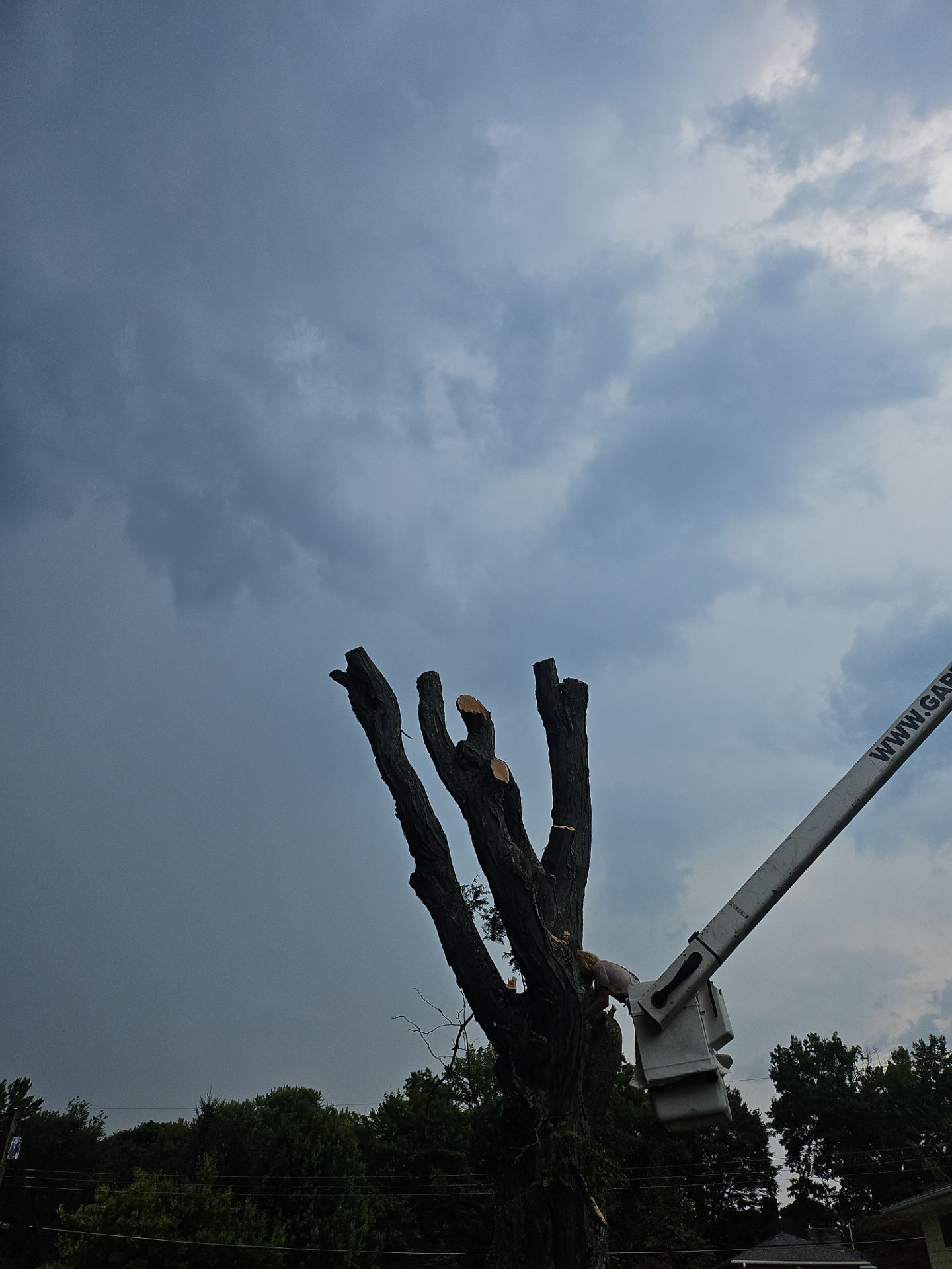 Tree Removal using Tree Removal by Mike Jones & Sons Tree Service LLC 