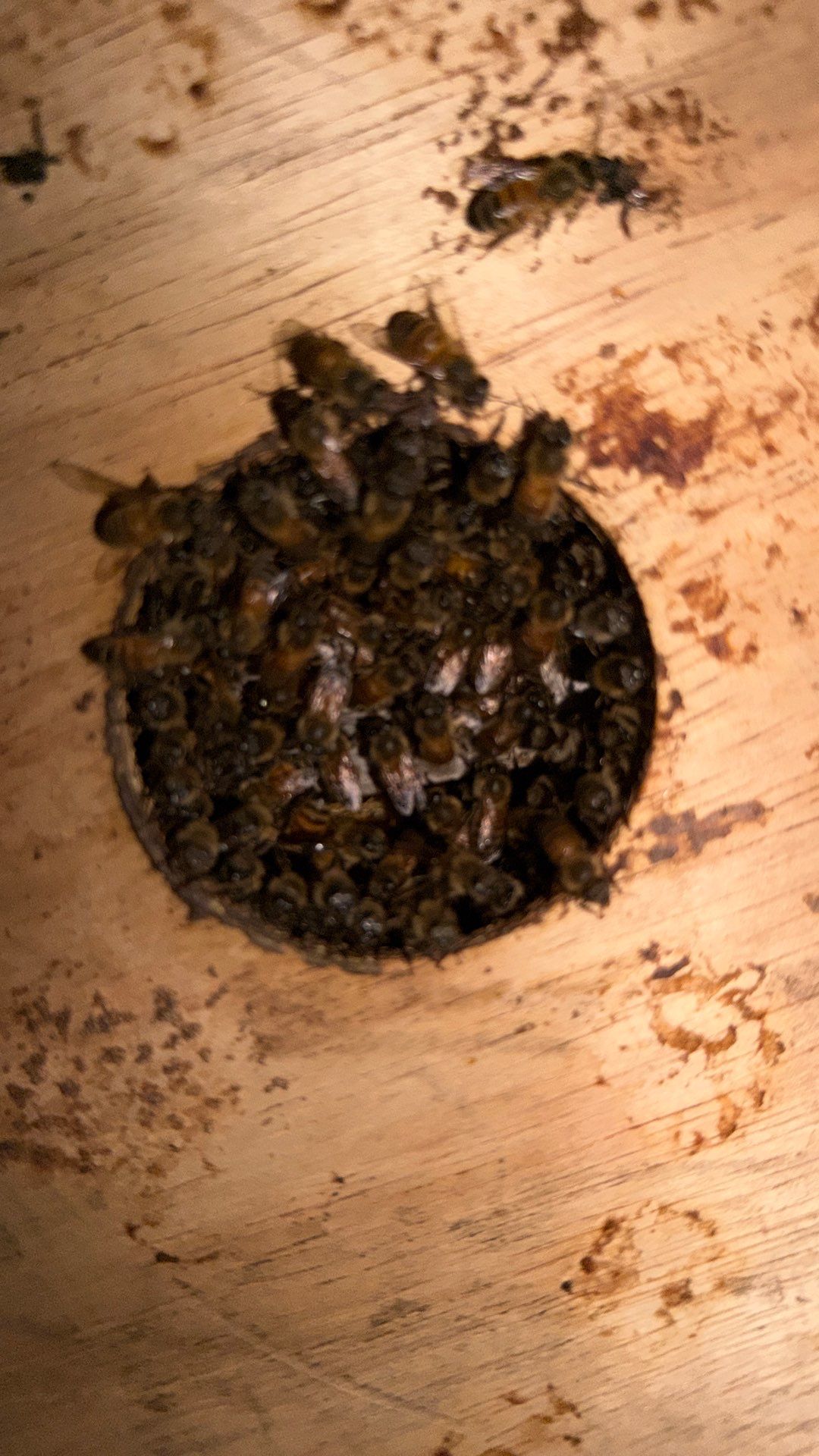 Flood Culvert Bees by Rockwall Honey Bee Company