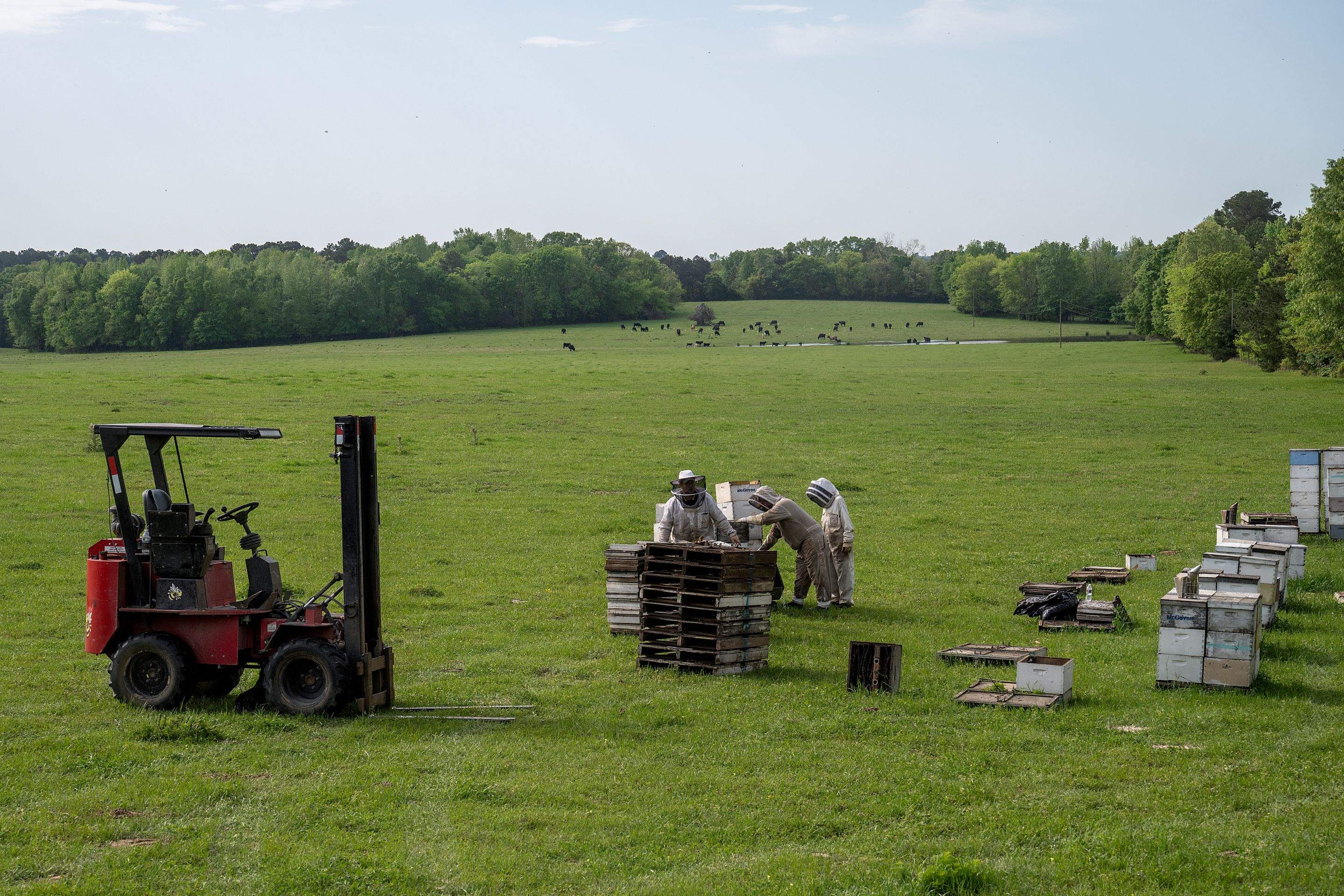 Splits in East Texas by Rockwall Honey Bee Company