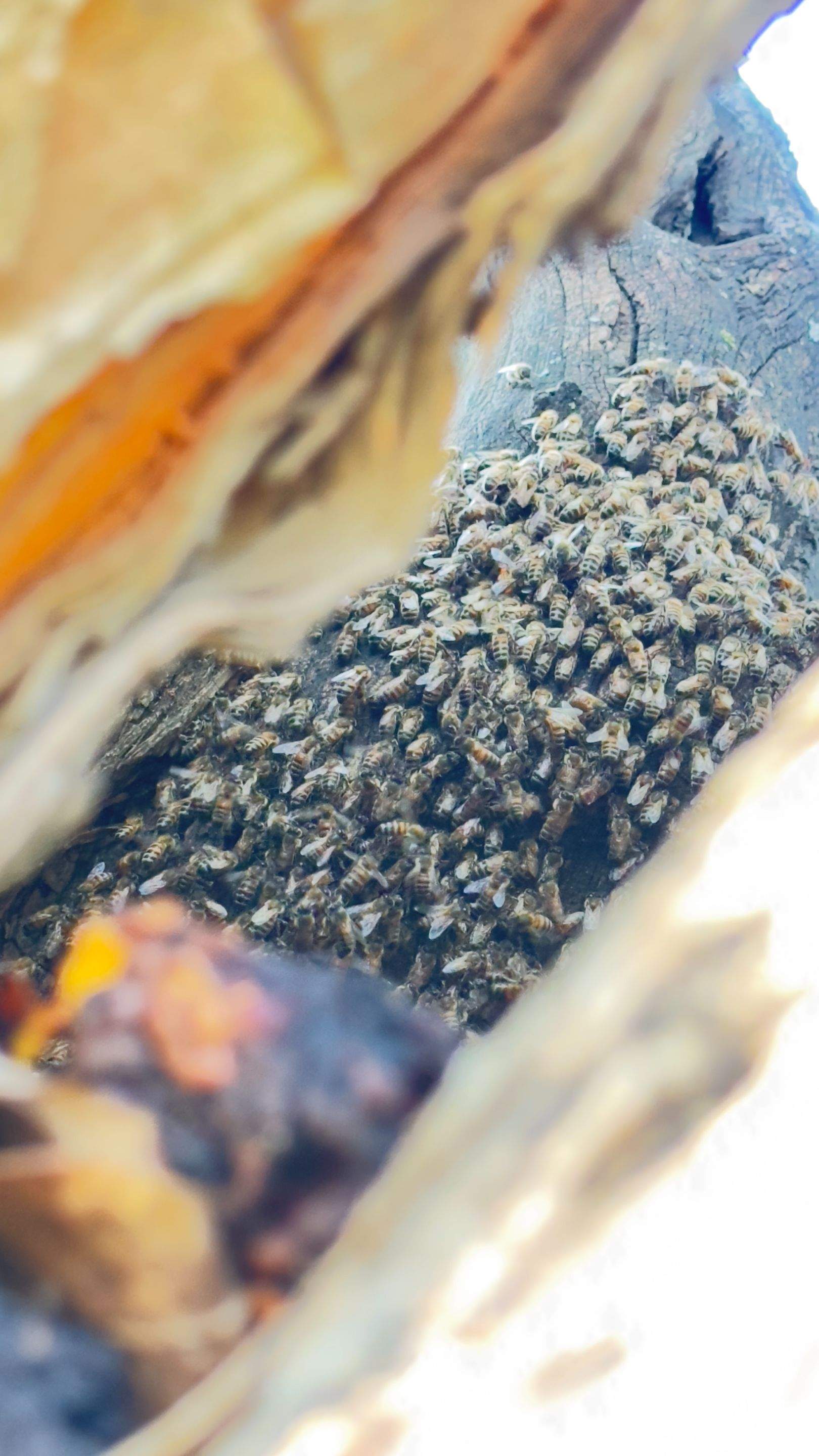 Huge Tree by Rockwall Honey Bee Company