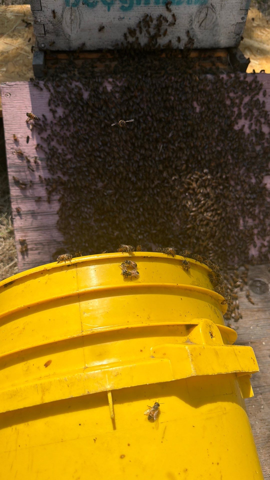 White Rock Tree by Rockwall Honey Bee Company