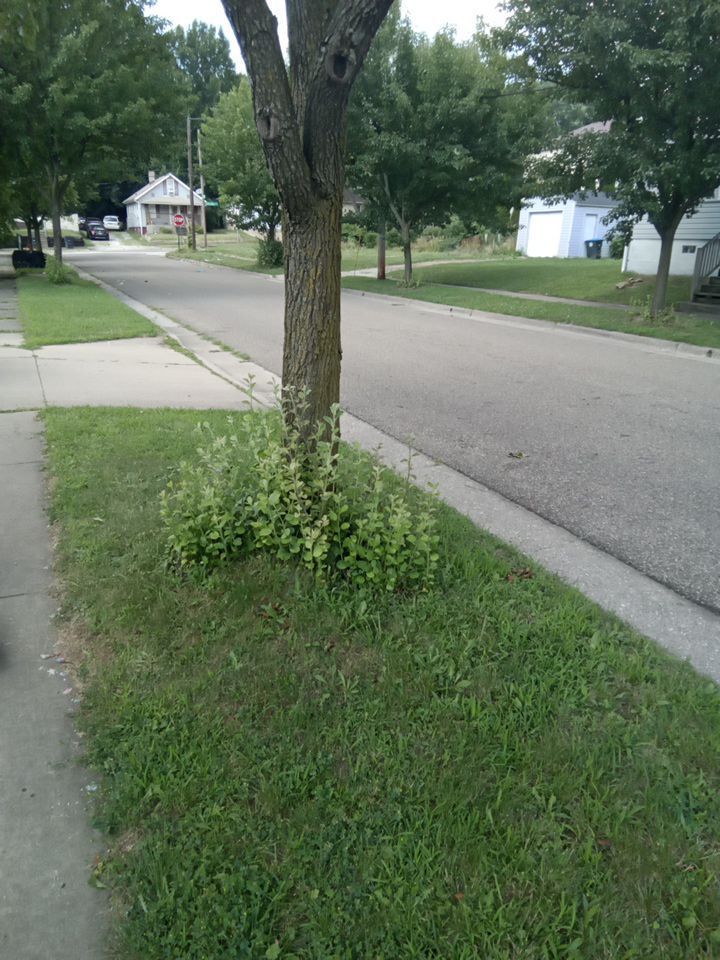 Tree Removal using Tree Removal by Mike Jones & Sons Tree Service LLC 