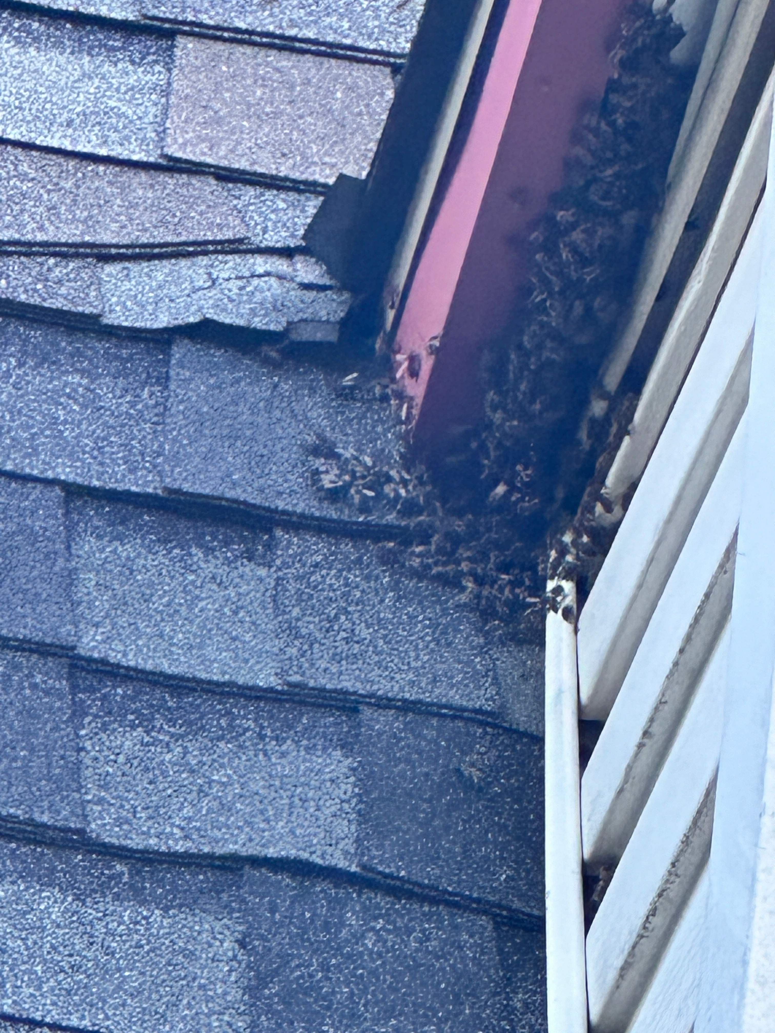 Sheetrock Bees by Rockwall Honey Bee Company