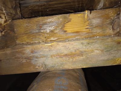 Mold Remediation Estimate in Crawlspace