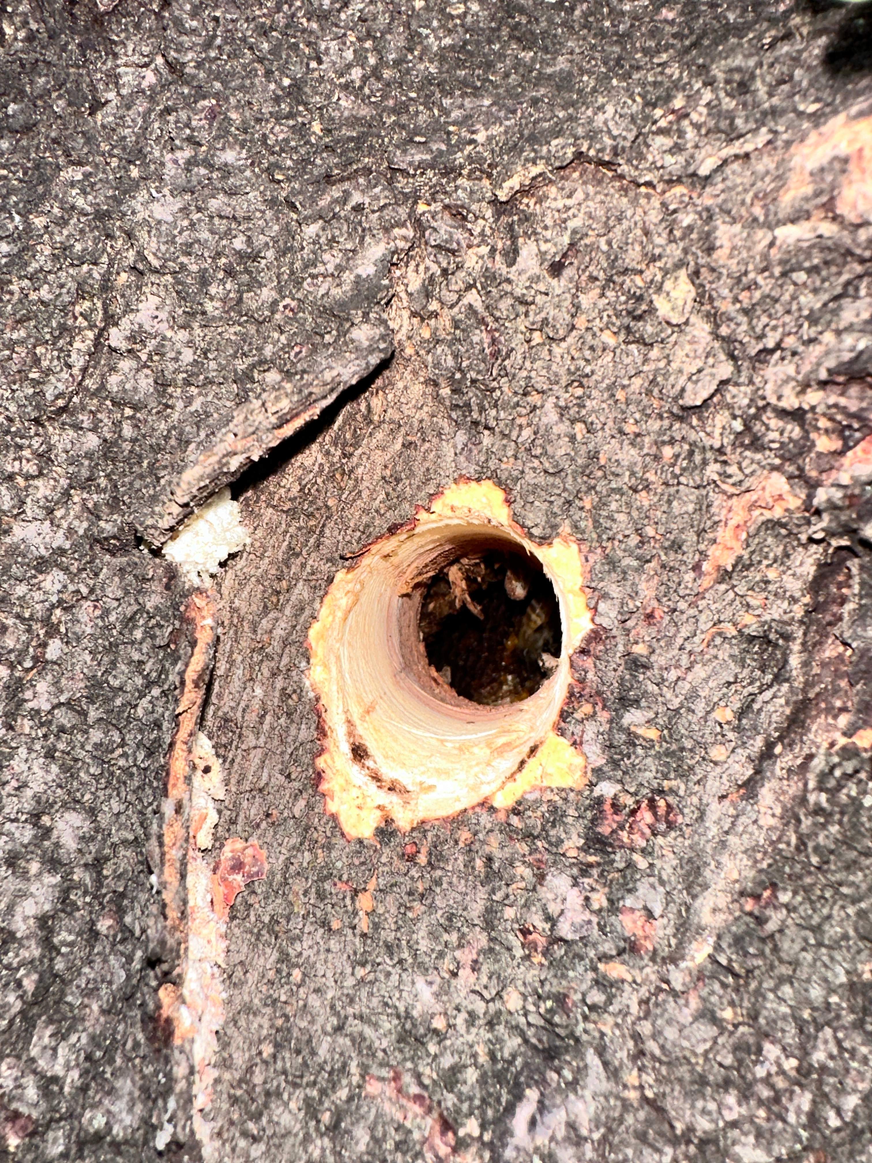 Two More Trees, One More Yard by Rockwall Honey Bee Company