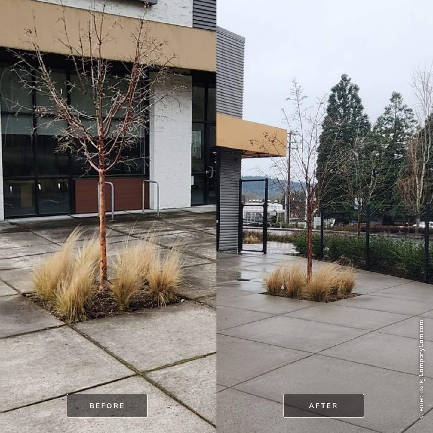 Soft Wash using Soft wash solution by Willamette Outdoor Wash LLC